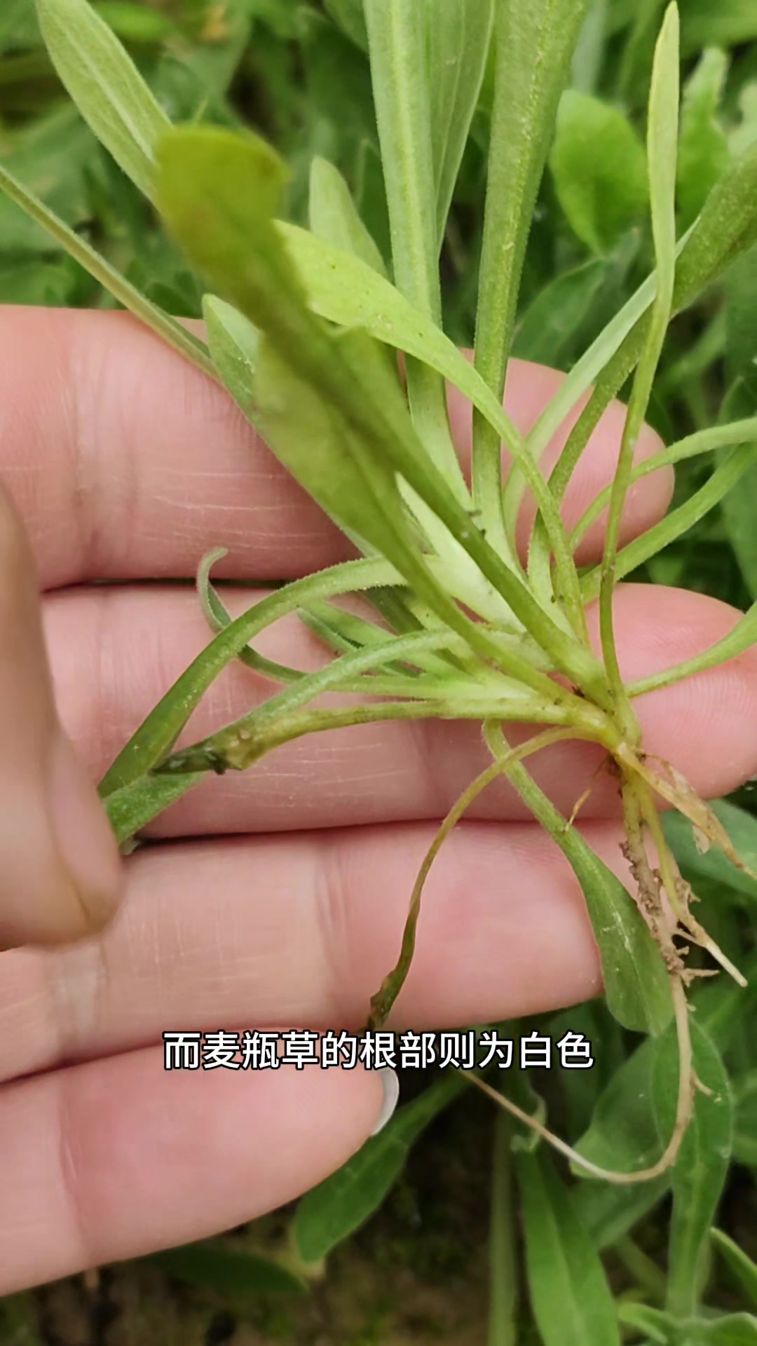 麦瓶草因花果酷似瓶子而得名,是秋冬春不可错过的野菜
