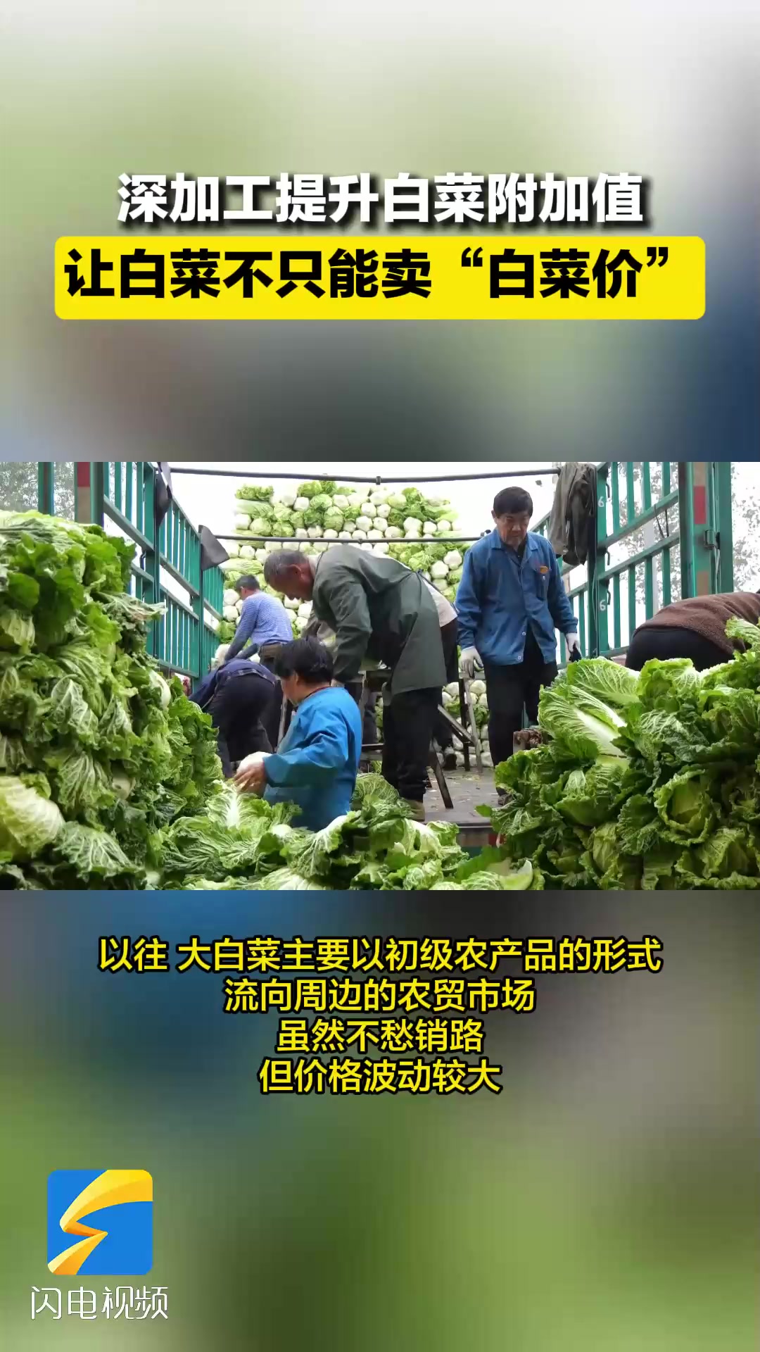 肥城:深加工提升白菜附加值 让白菜不只能卖“白菜价”