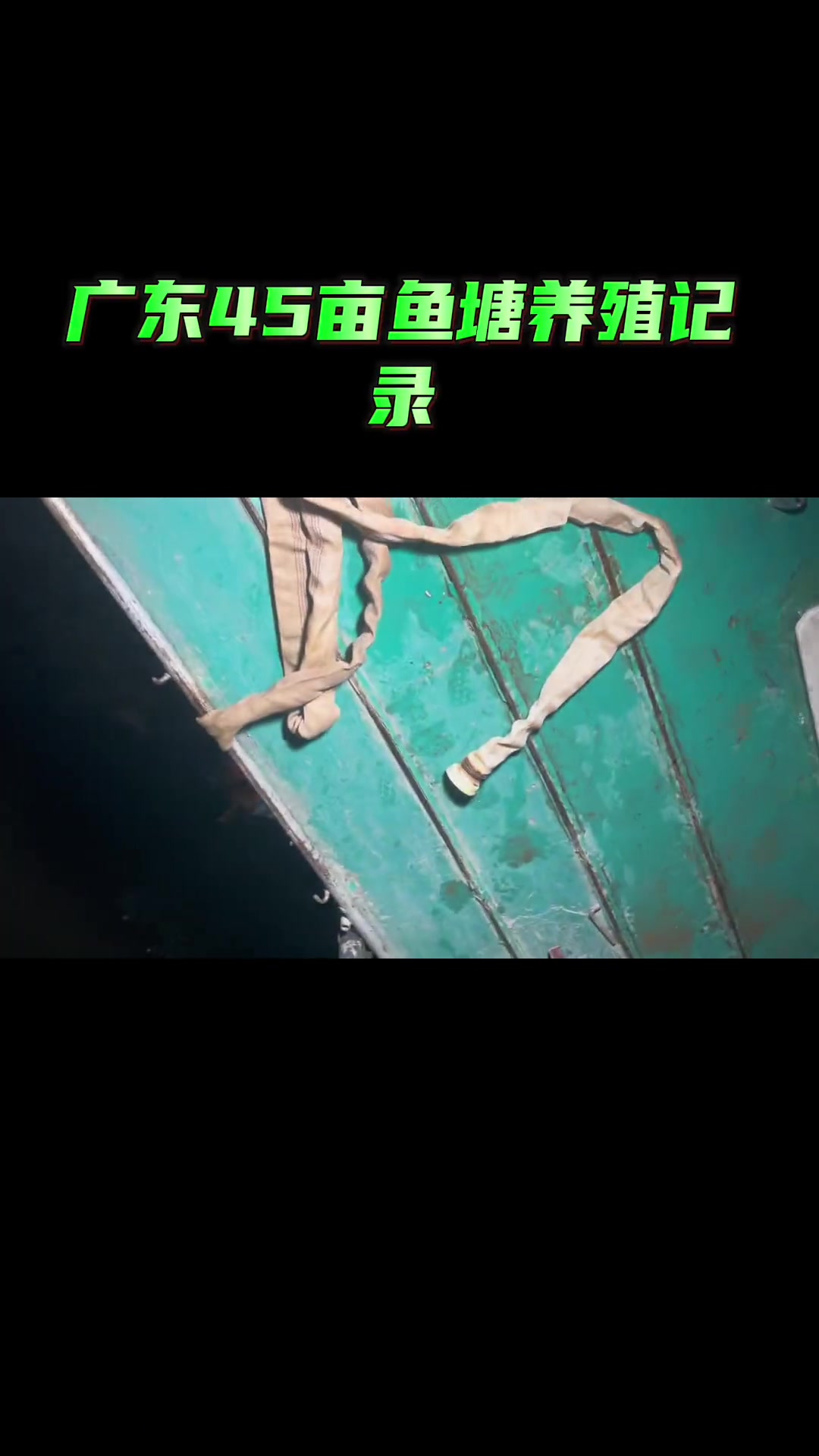 这批鱼苗是真的差,大头苗可以出了一斤3到5个现在