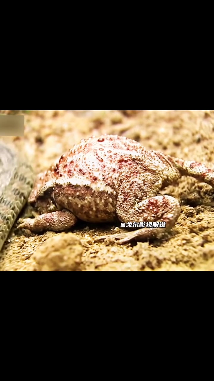 虎斑颈槽蛇又叫野鸡脖子