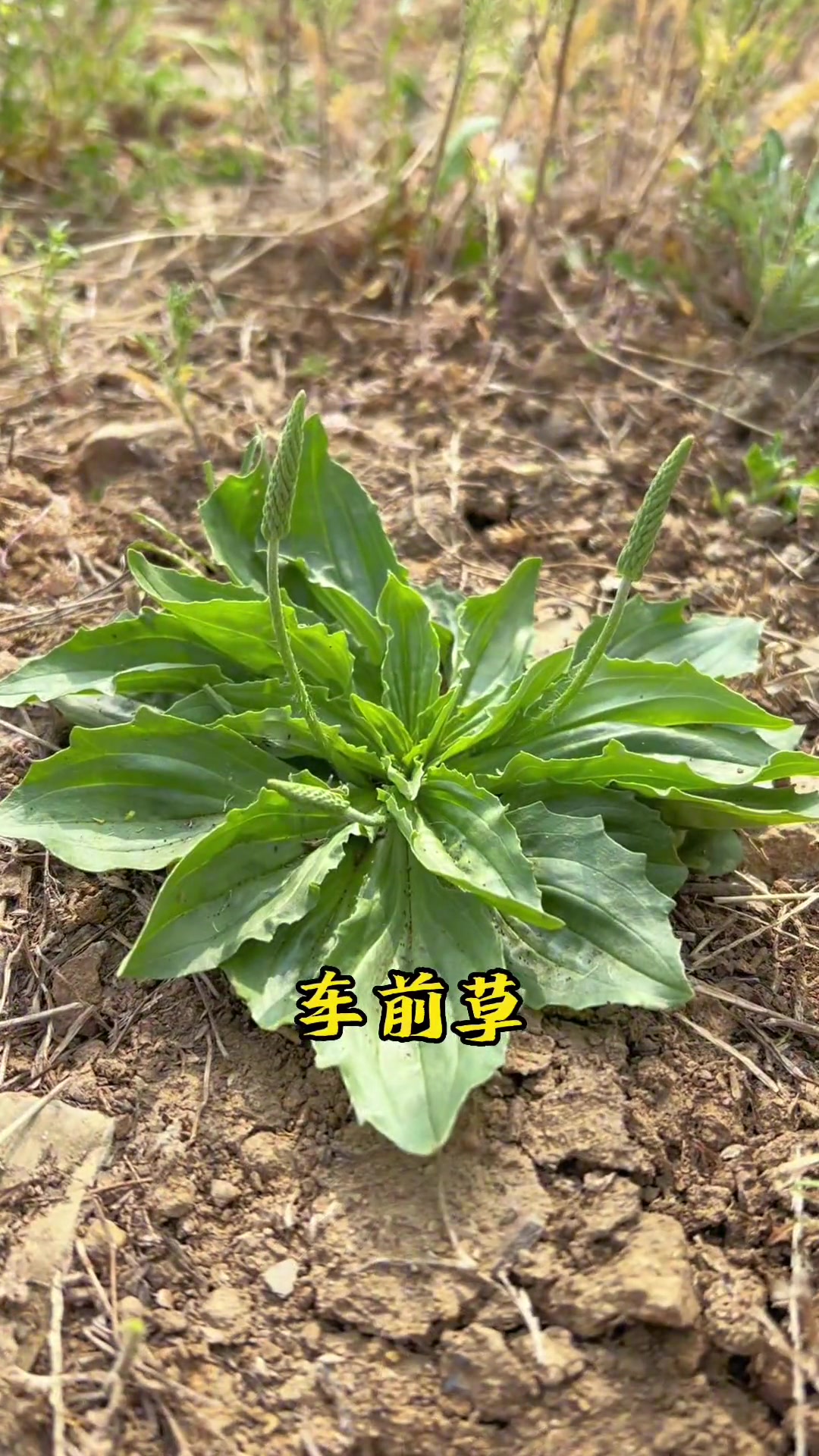 实拍了春天在北方农村地区比较常见的野菜