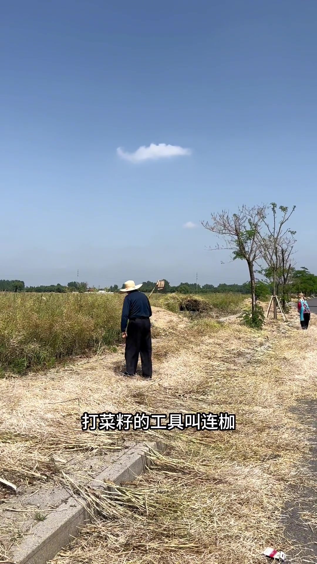 眼下正是打油菜籽的季节,不经意间想起了我的娘!