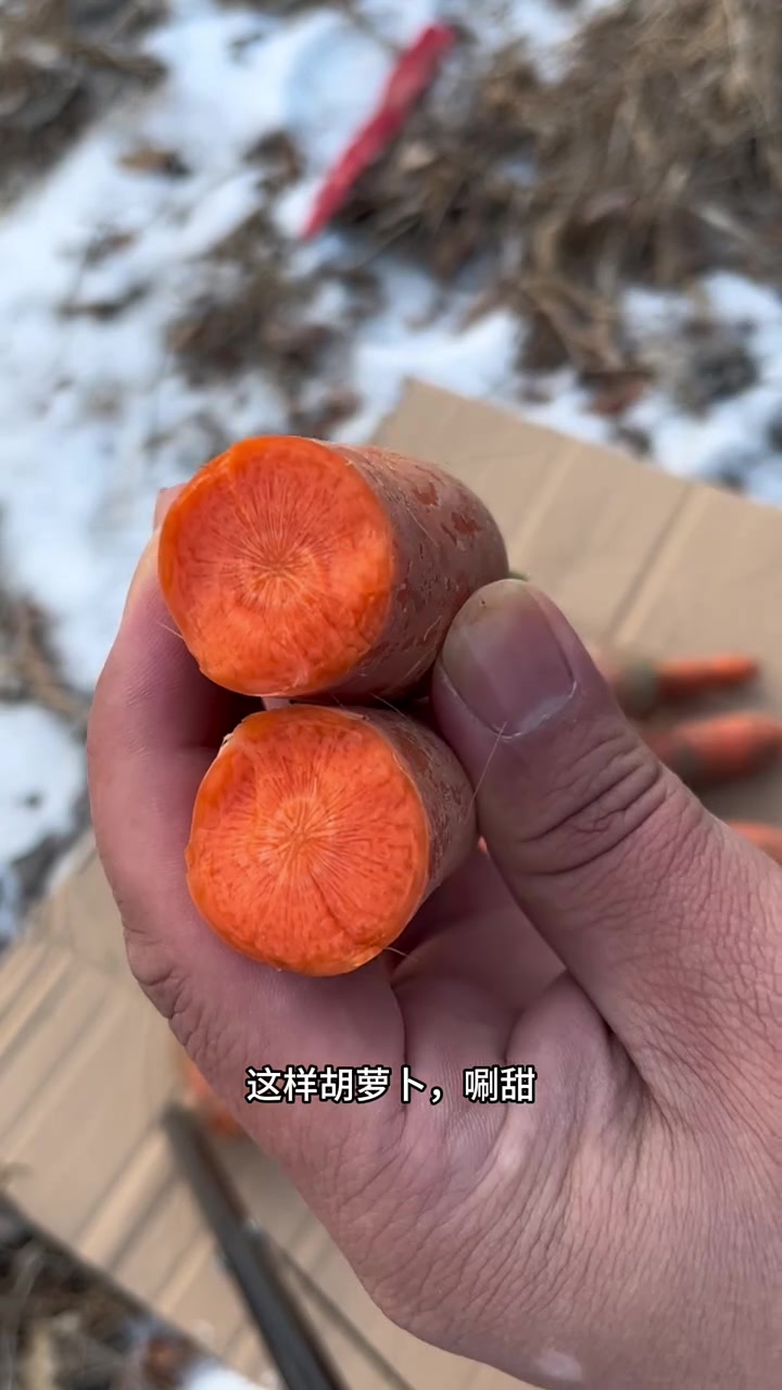 东北早市土豆哥揭秘:早市胡萝卜挑选大法,让你一次红芯甜脆的胡萝卜!避免踩坑!避免买到狠活胡