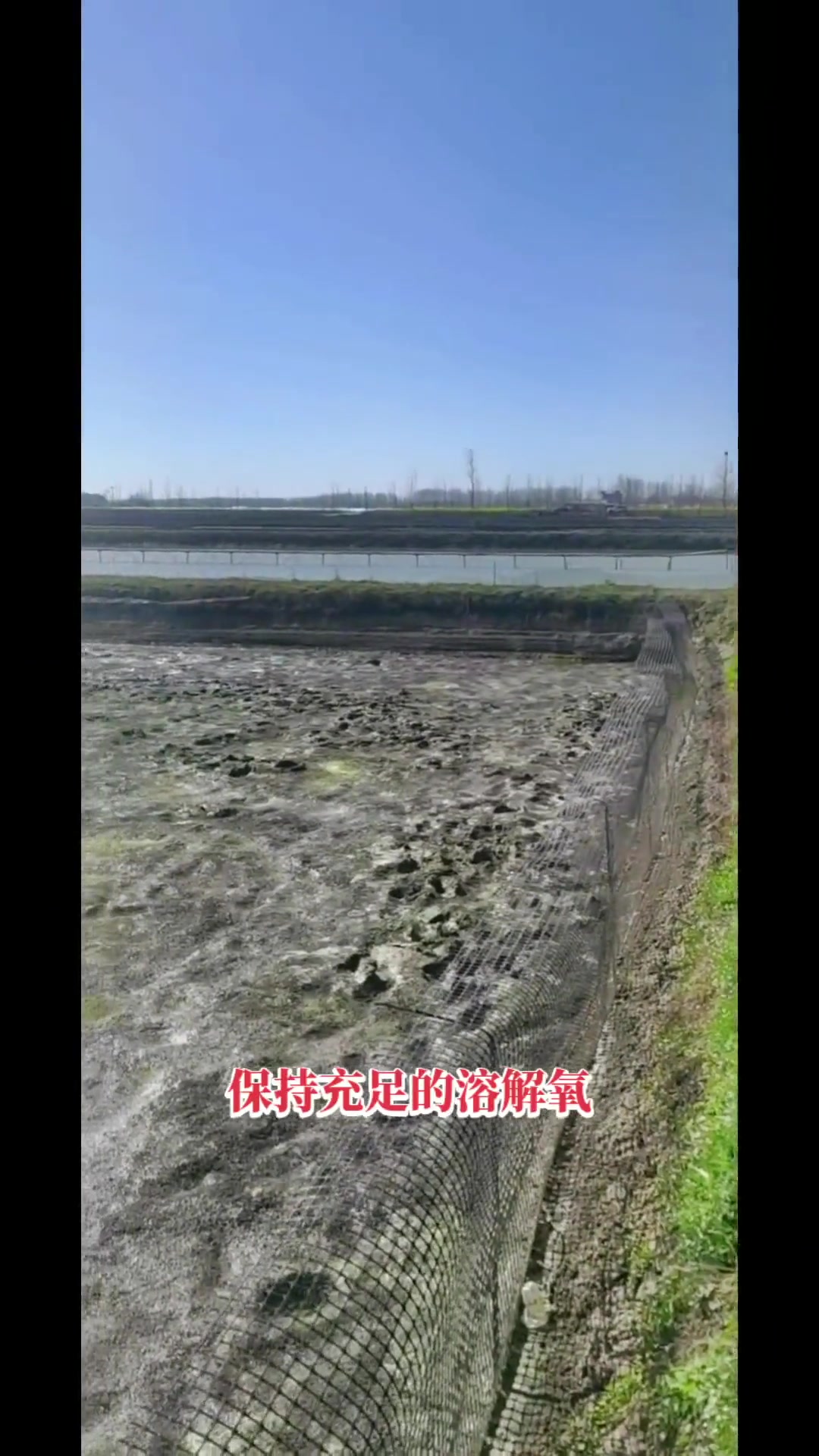 甲鱼养殖技术 外塘甲鱼养殖 温室甲鱼养殖 甲鱼养殖基地