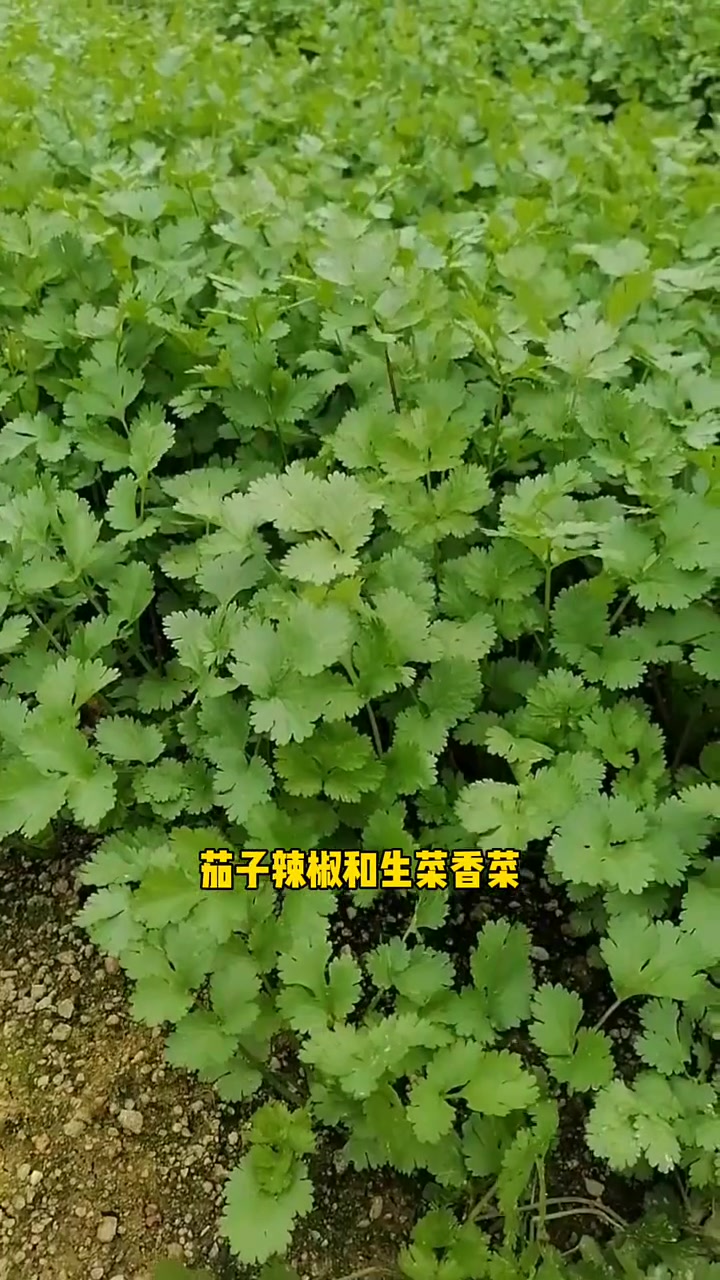 哪些蔬菜套种在一起会越长越好