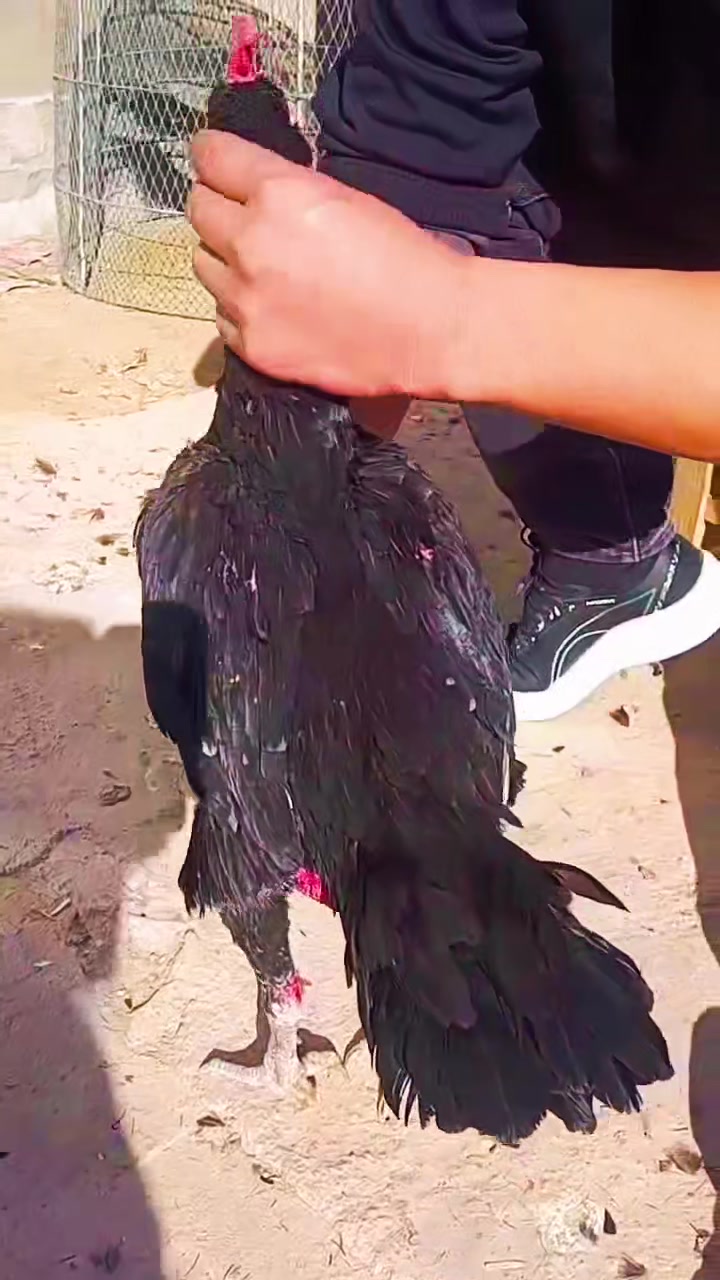 一只原种越南大冠母斗鸡