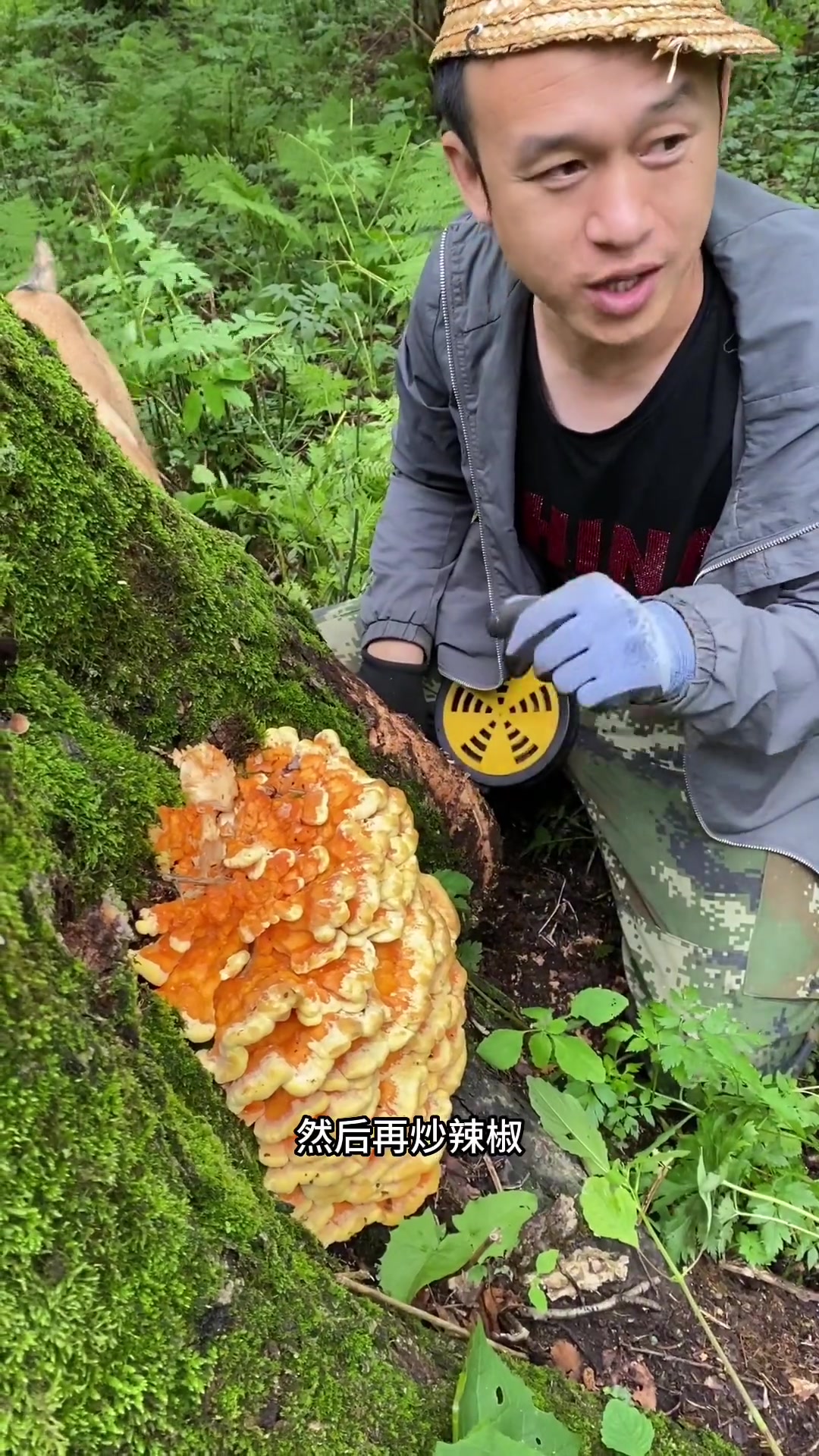 鸡冠蘑,多长在桦木、柞木上,形如公鸡的鸡冠,颜色鲜艳