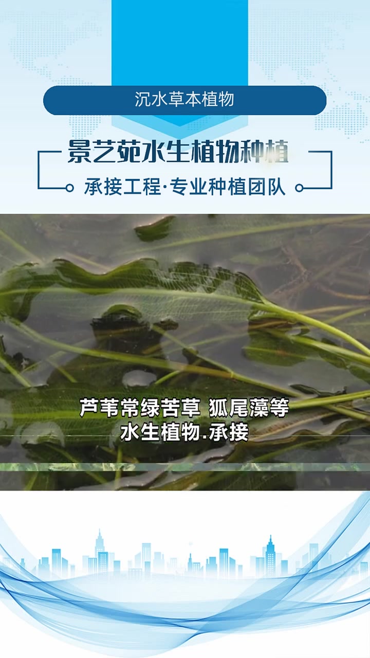 微齿眼子菜
