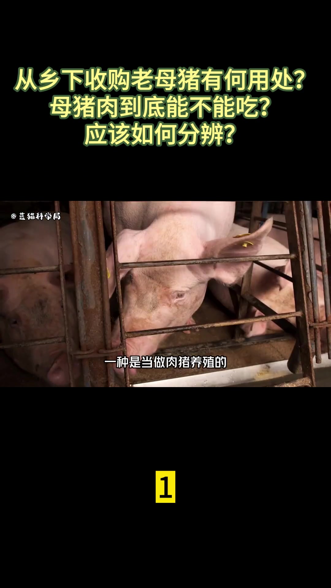 第1集|从乡下收购老母猪有何用处?母猪肉到底能不能吃
