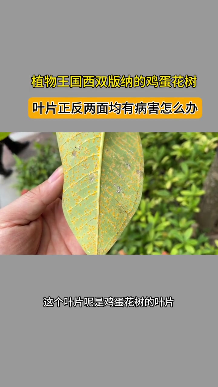 鸡蛋花树叶子都快没了,病虫害还在发生怎么办?