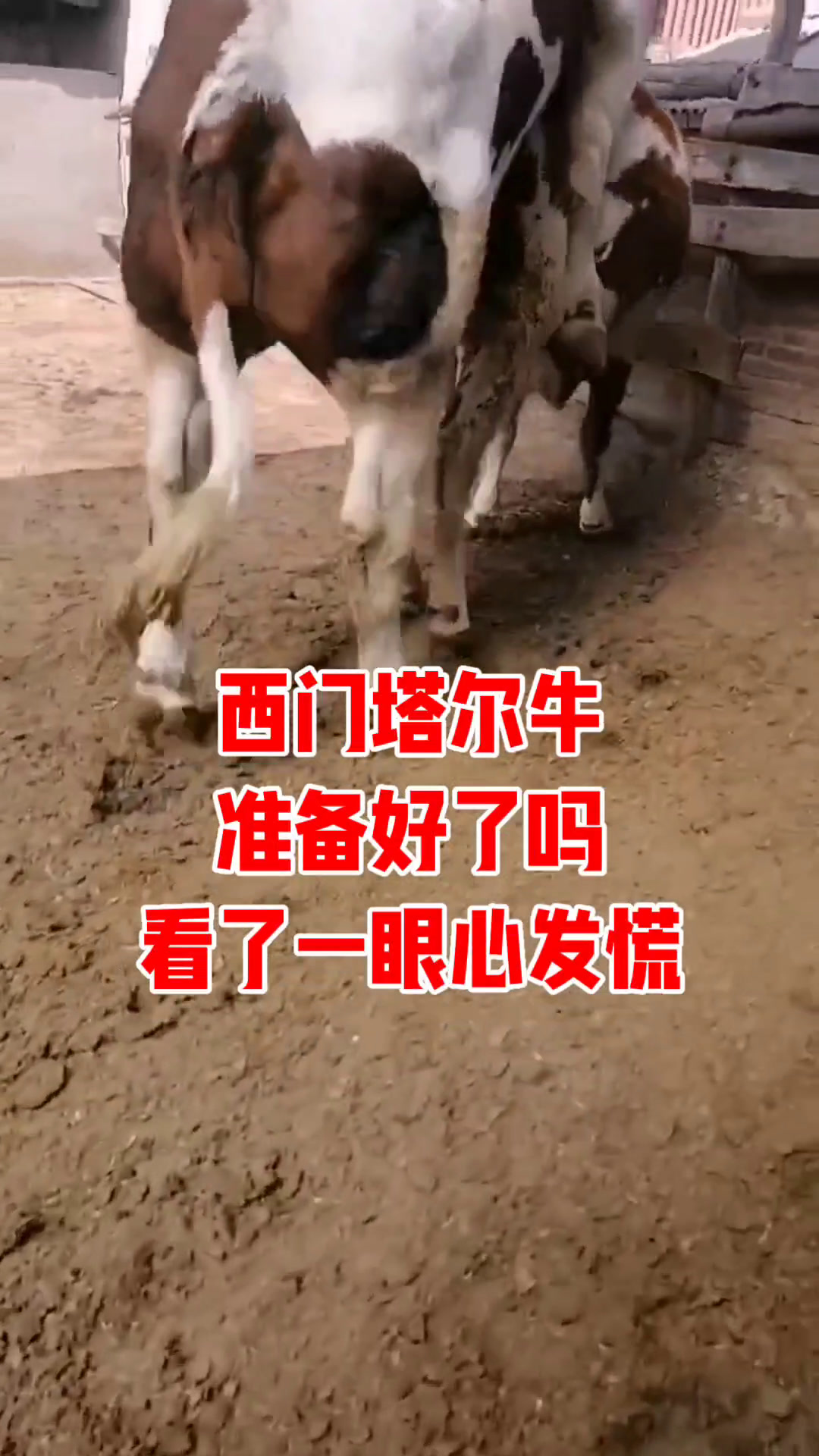 西门塔尔牛小公牛犊养殖场