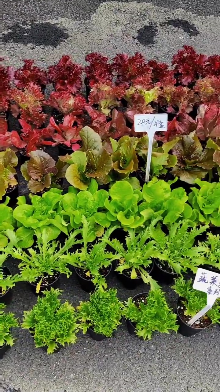 冬春季景观蔬菜系列 冬春季景观蔬菜系列。今天村里搞活动,我们的景观蔬菜系列非常受欢迎,特别