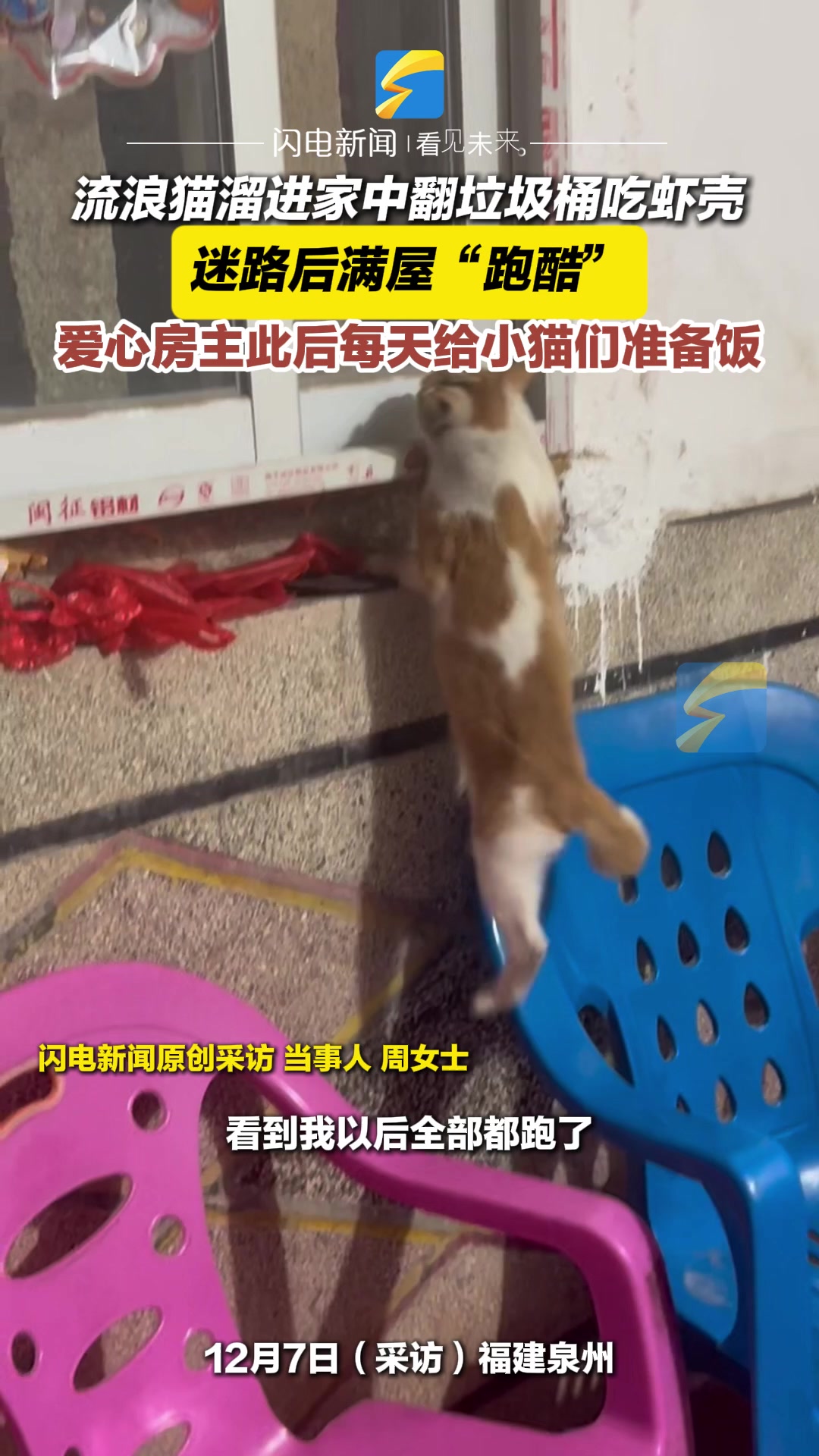 流浪猫溜进家中翻垃圾桶吃虾壳 迷路后满屋“跑酷”