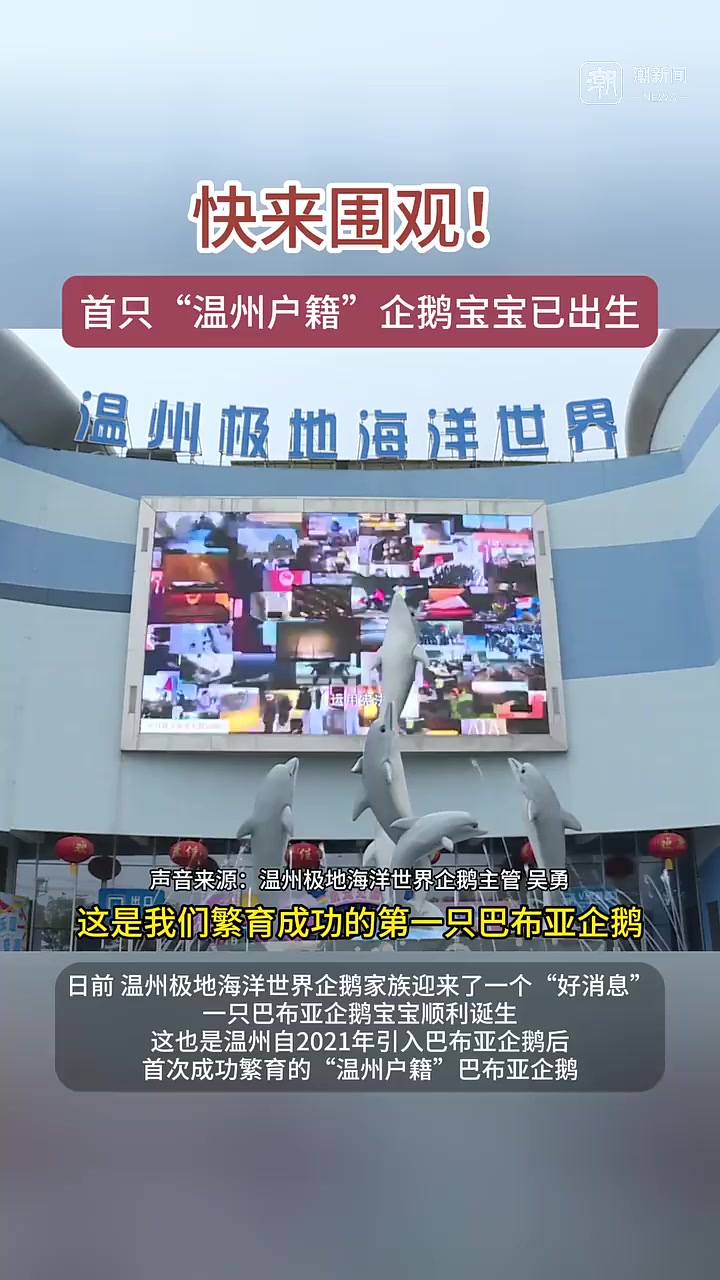 呆萌可爱,首只“温州户籍”的企鹅宝宝已出生