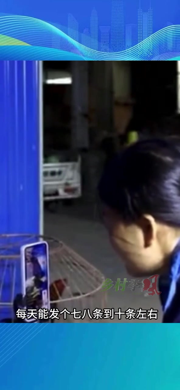 鲁西斗鸡变成“财富鸡”,他通过网络平台卖到全国各地