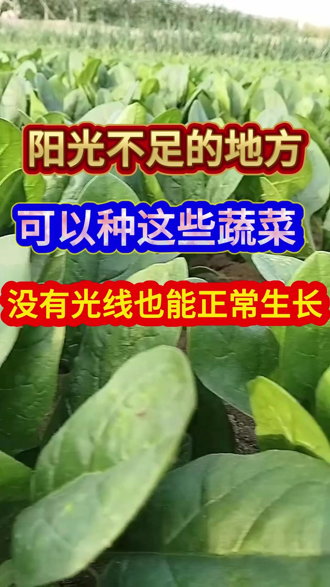 阳光不足的地方可以种这些蔬菜没有光线也能正常生长