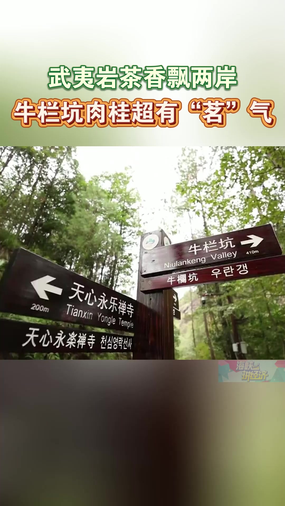 武夷岩茶香飘两岸,牛栏坑肉桂超有“茗”气
