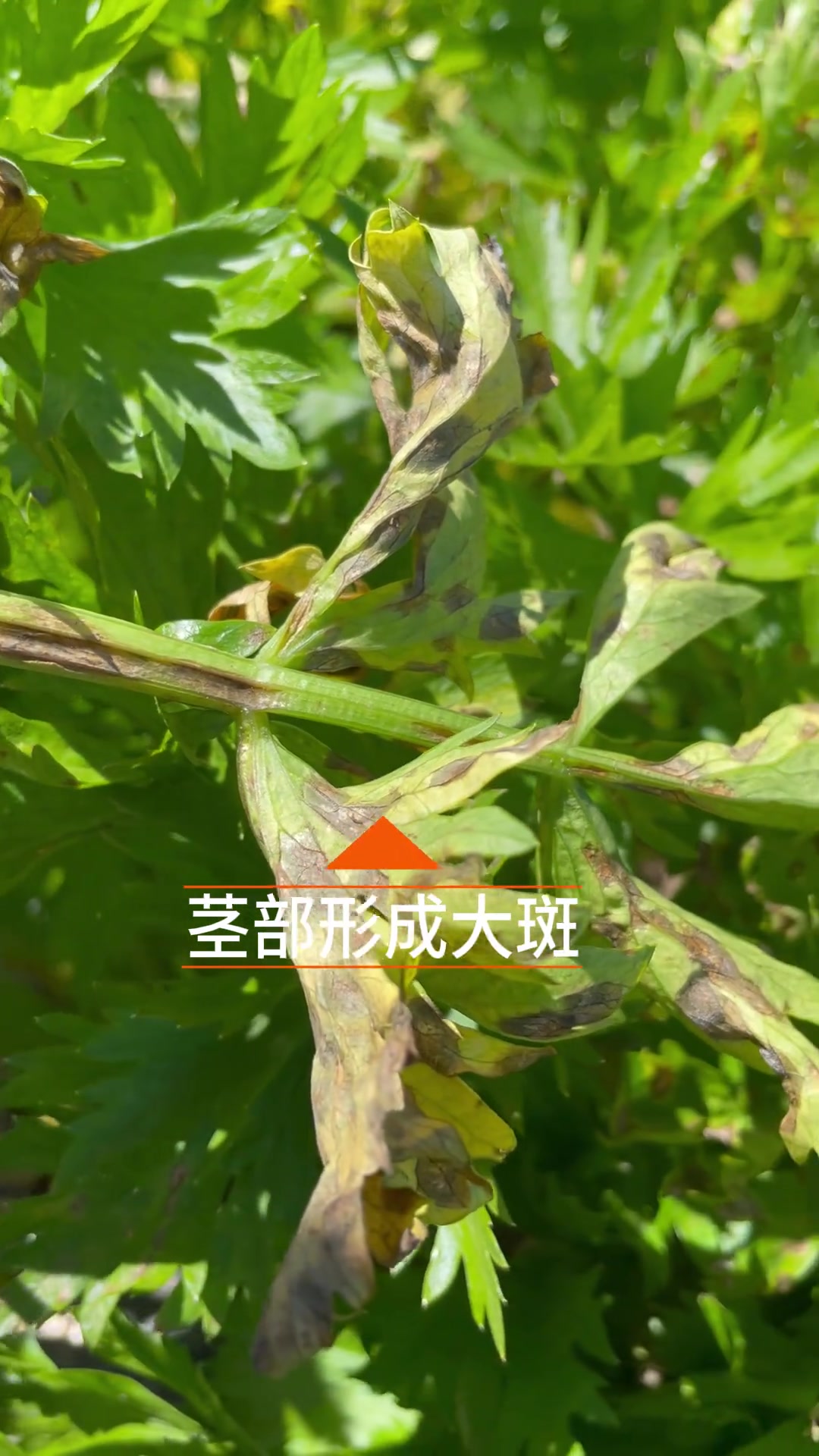 叶斑病危害芹菜,教你系统防治