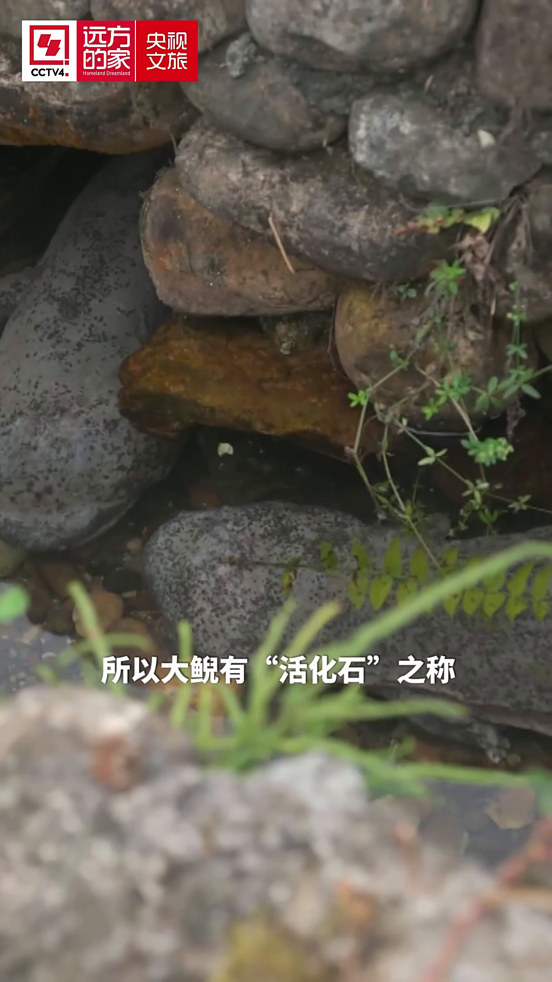 雄性大鲵独立照顾1000余个娃,这“奶爸”太有担当了