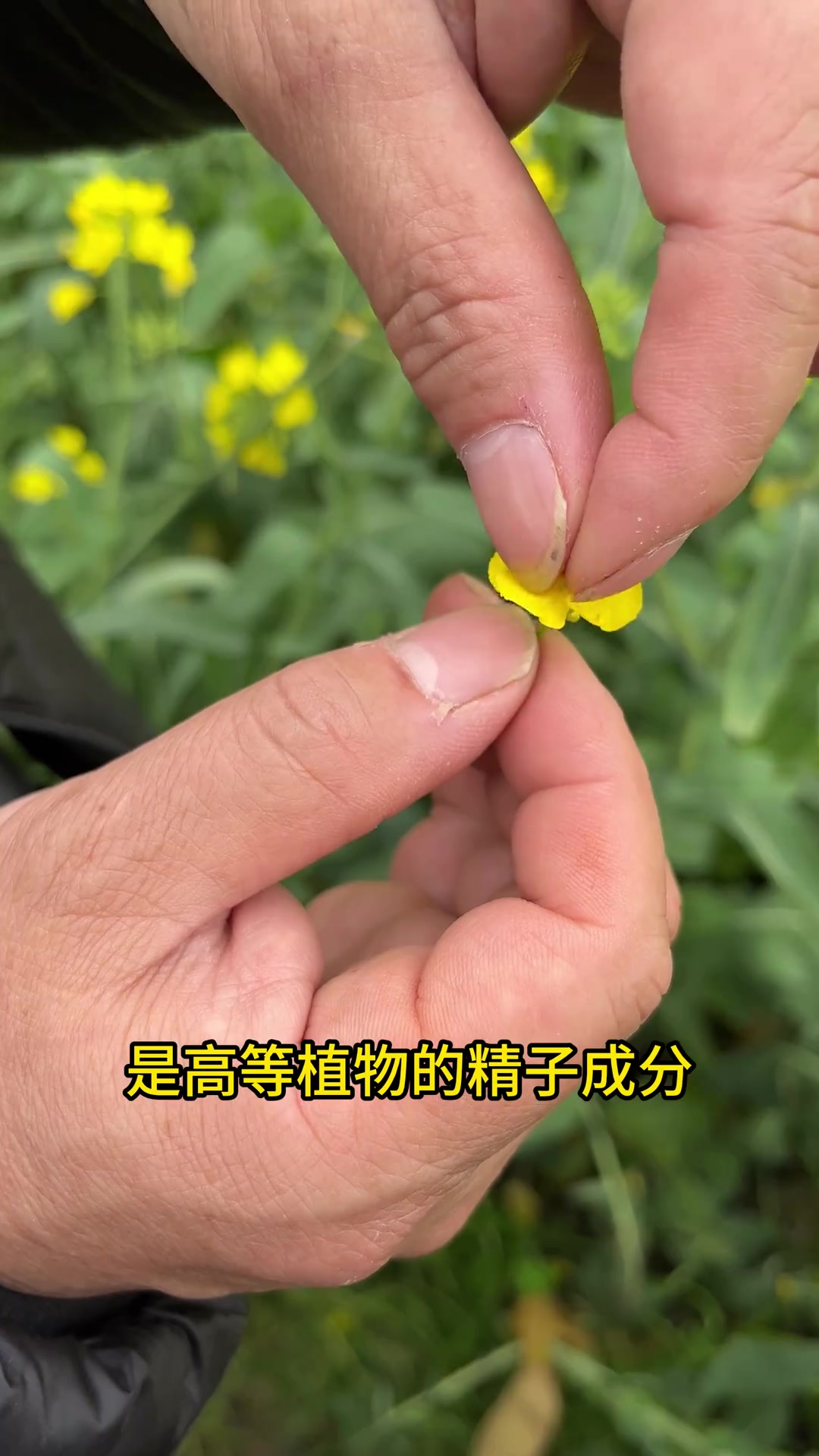 蜜蜂采花采蜜到底是采花的哪个结构?