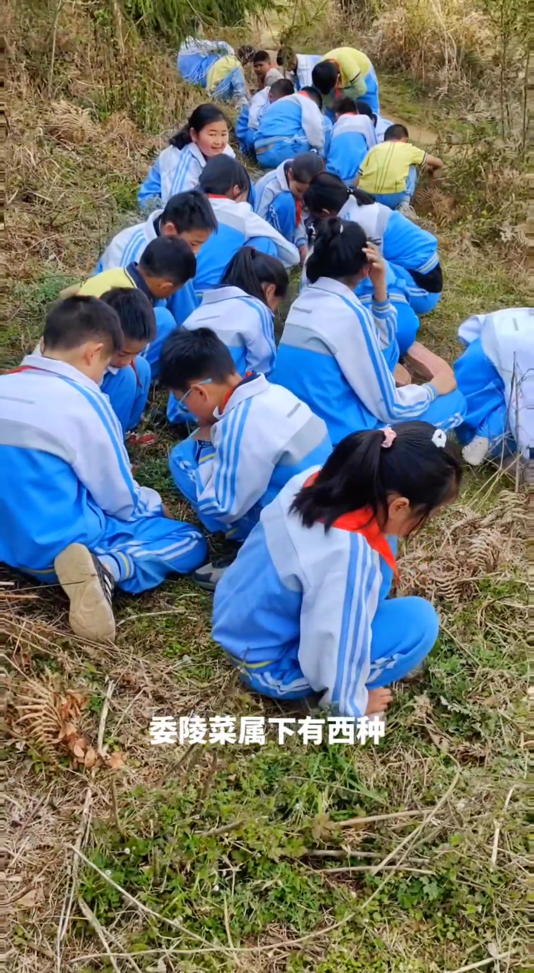 蛇莓委陵菜 腾冲