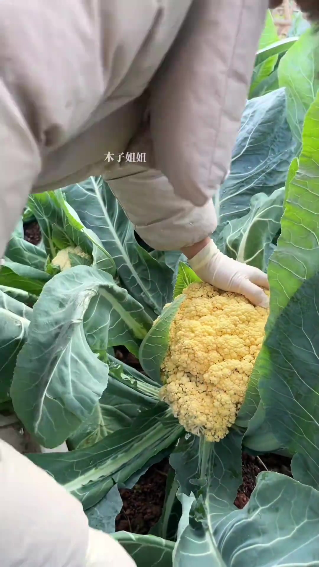 彩色花椰菜简直太美了
