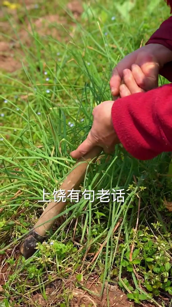 藠头泥鳅煎的吃,田野间的美味被上饶人发挥的淋漓尽致搜索流量来了特色地方菜这很上饶