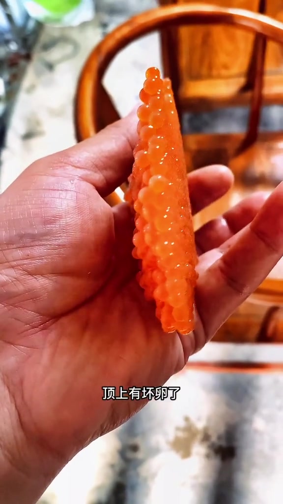 小七歌先生鱼下卵了,先生鱼不是先生,小姐鱼不是女士,老婆饼里没有老婆。萌宠