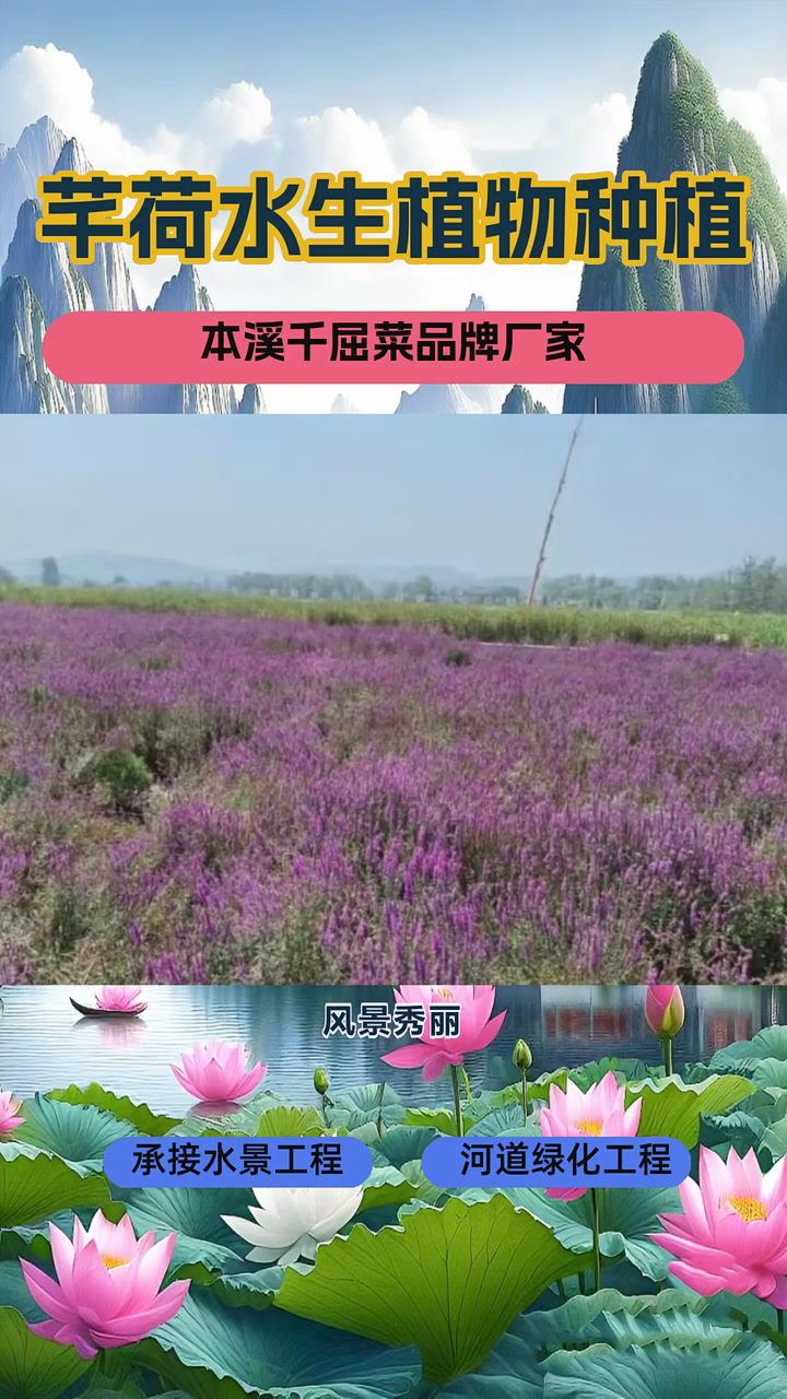 千屈菜种植基地