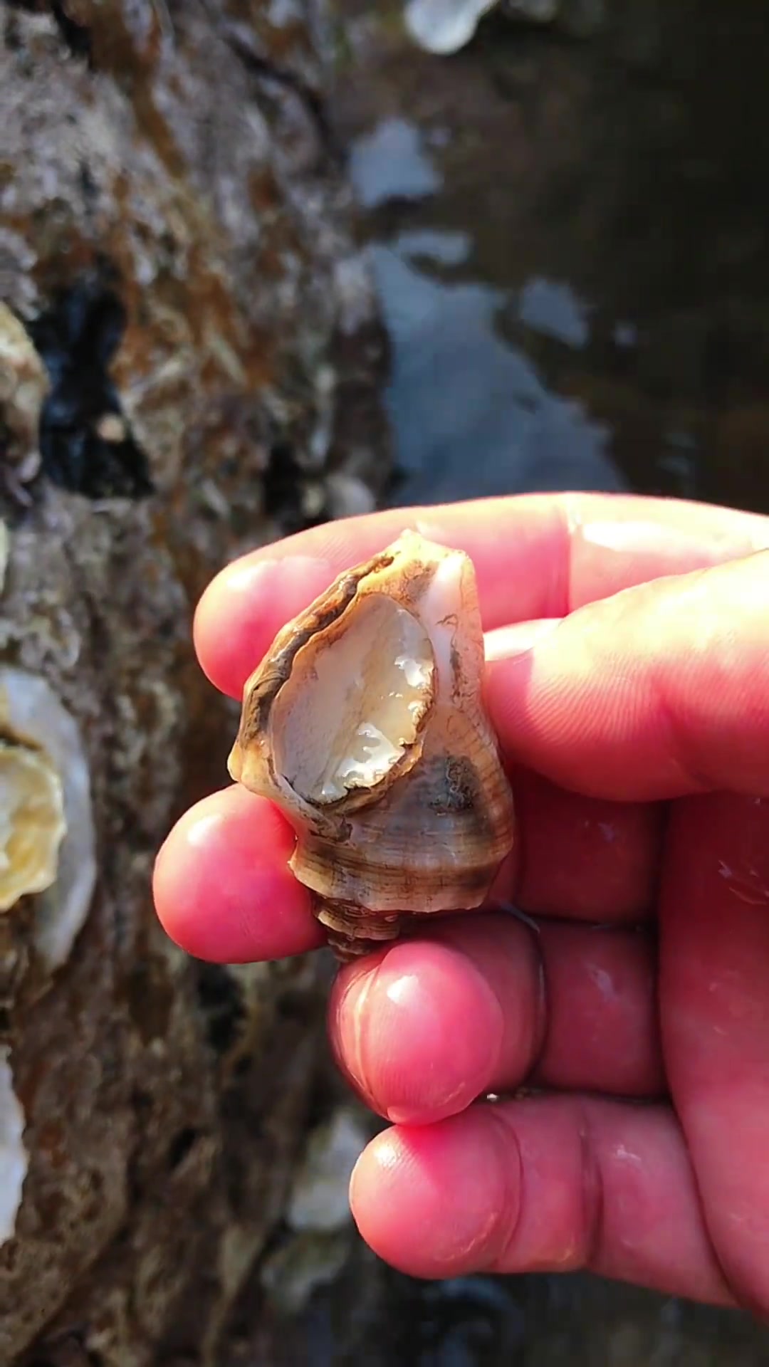 大连抓海螺,悬崖上有人锚到一条大梭鱼