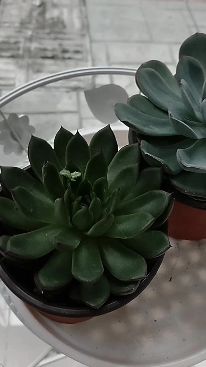 多肉植物的世界是静谧的诗篇,用绿色的触笔在生活的角落写下生机