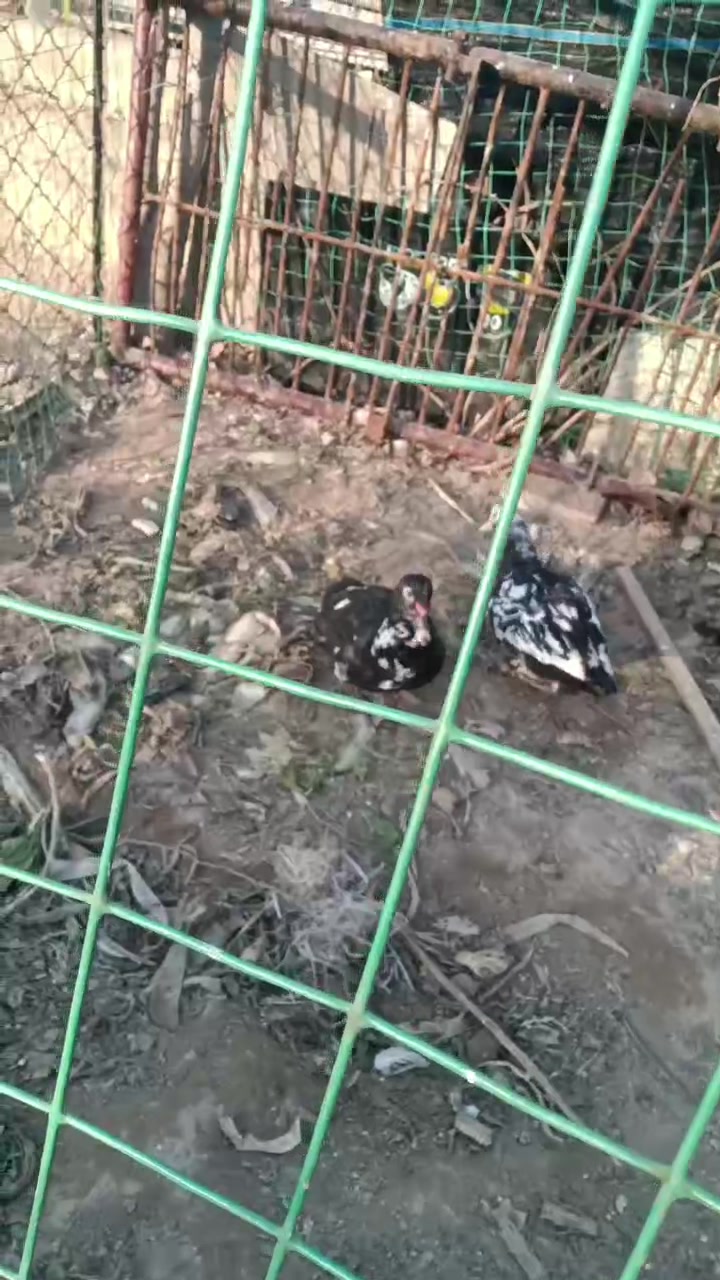 白公鸡不光会打鸣而且辟邪