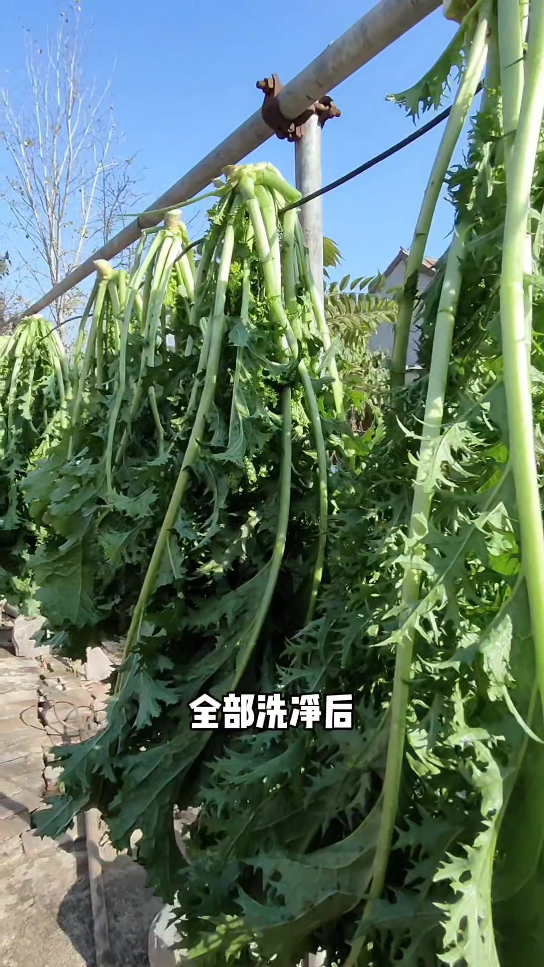 这样腌的雪里红酸菜,简单又美味,放一年都不坏