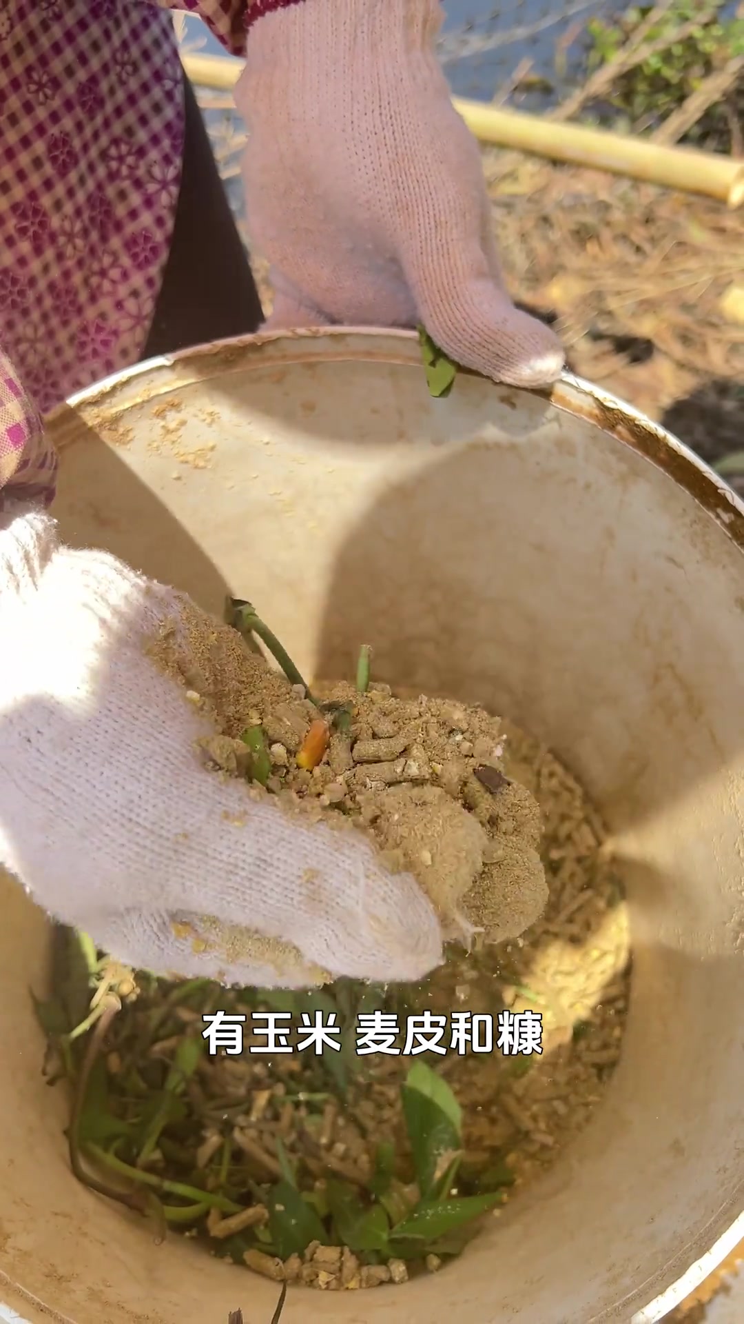 喜欢在树上睡觉的鸡,散养河田鸡