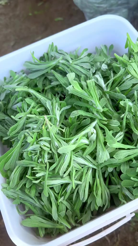 捅了野菜窝了春天的味道软糯香甜鼠曲粿清明菜粑粑家常做法