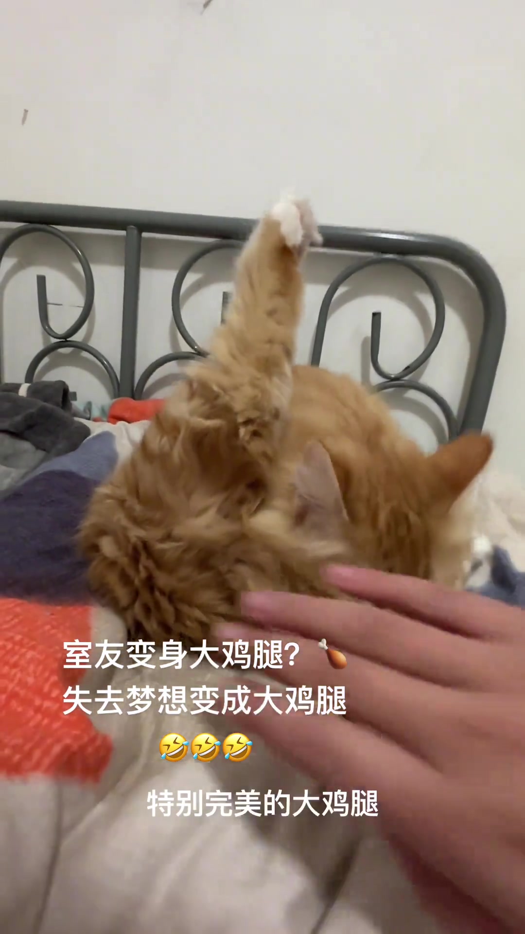 叫我鸡腿布丁好吗?萌宠出道计划记录猫咪日常猫咪记录真实生活日常vlog