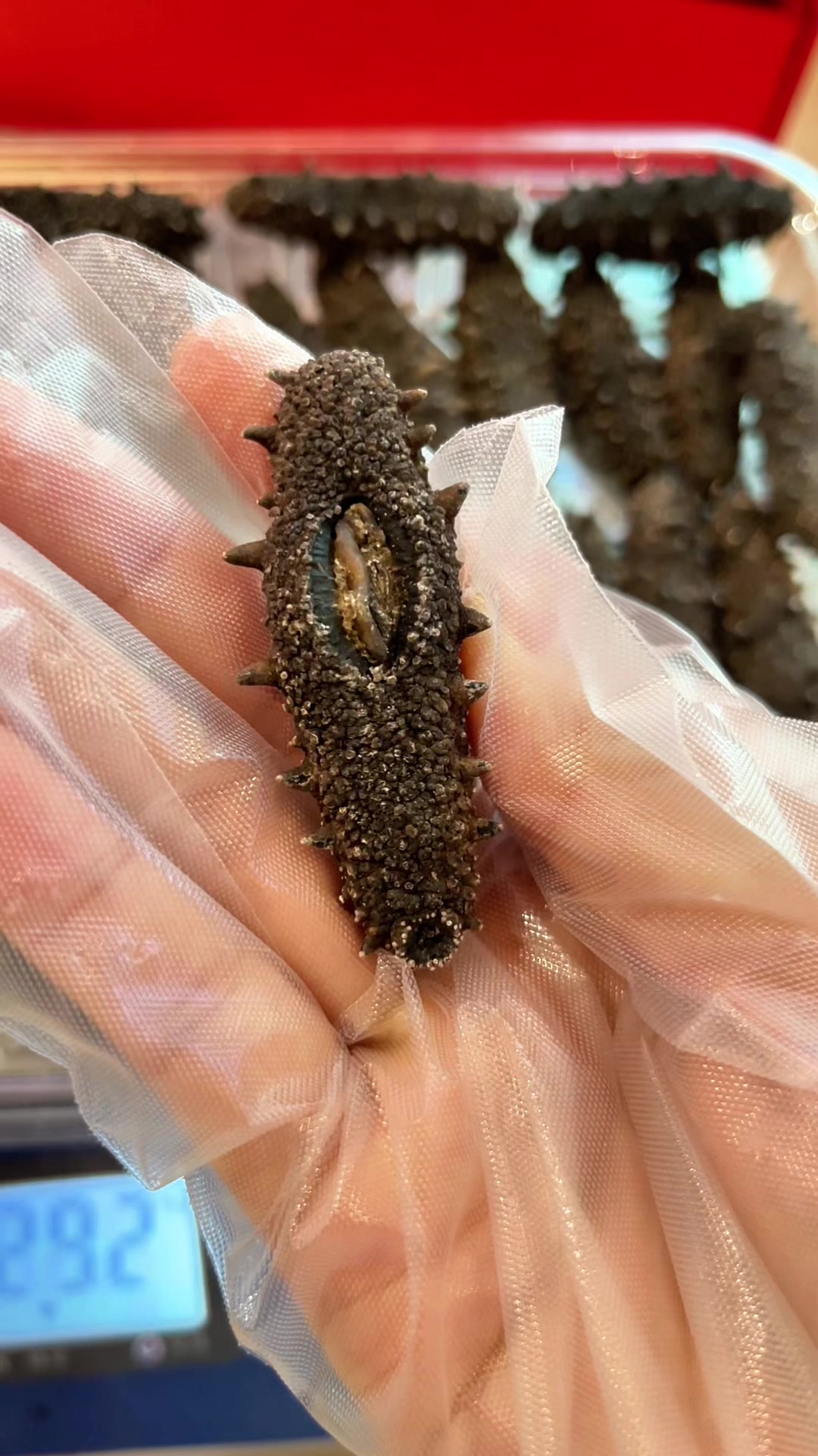 六两装的干海参礼盒来啦!