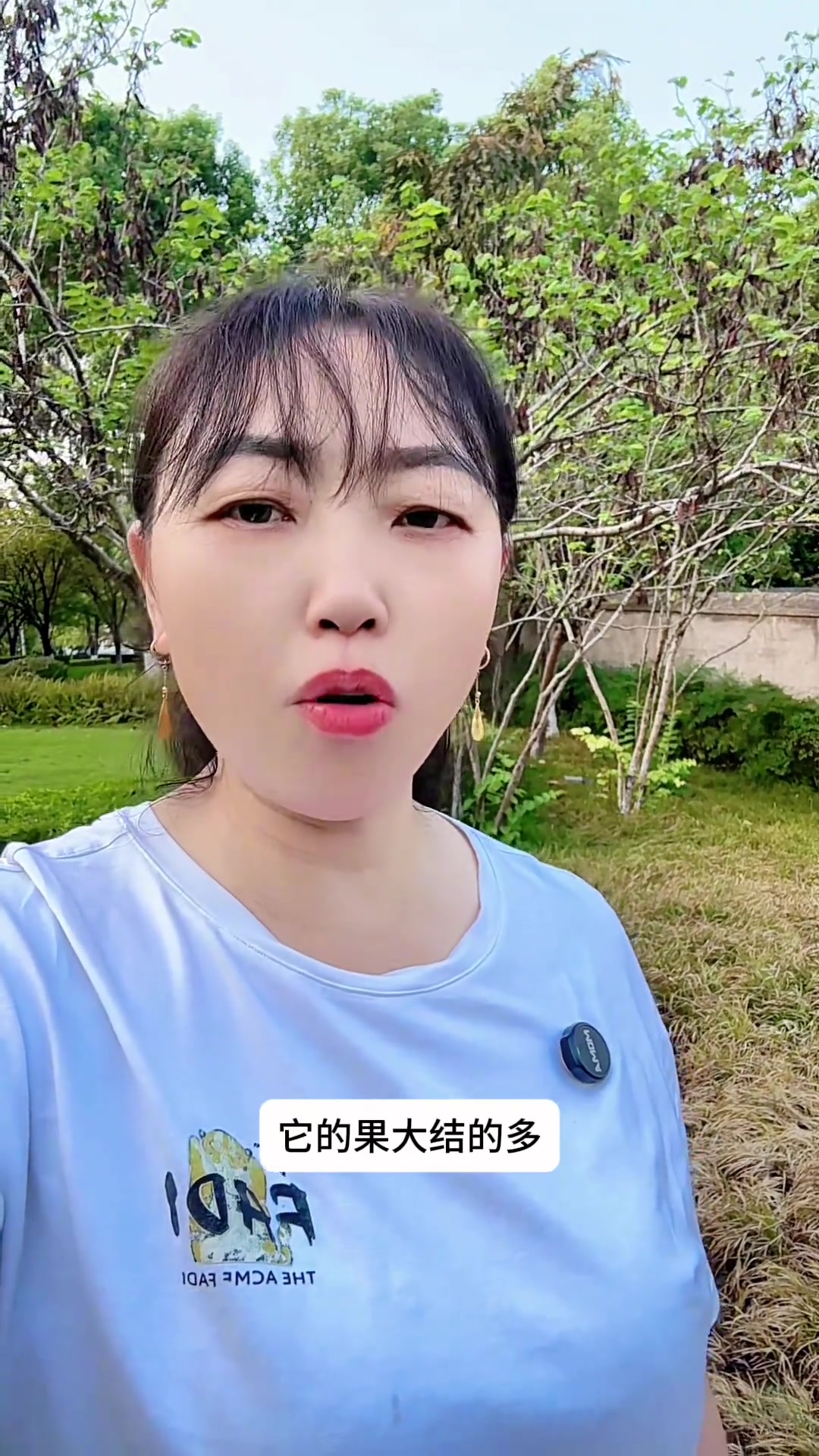 优质油菜籽种子,分枝多抗性强,出油多,耐寒抗旱