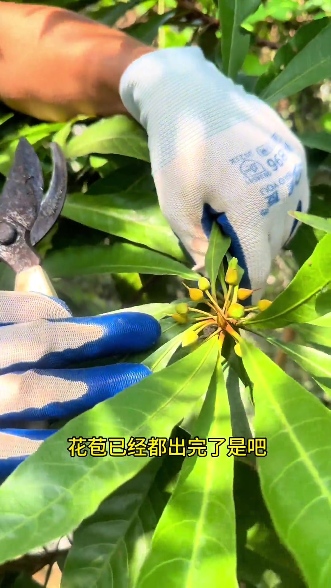 你家的鸡蛋果树挂果率不理想吗?想提高挂果率的话看看我的做法