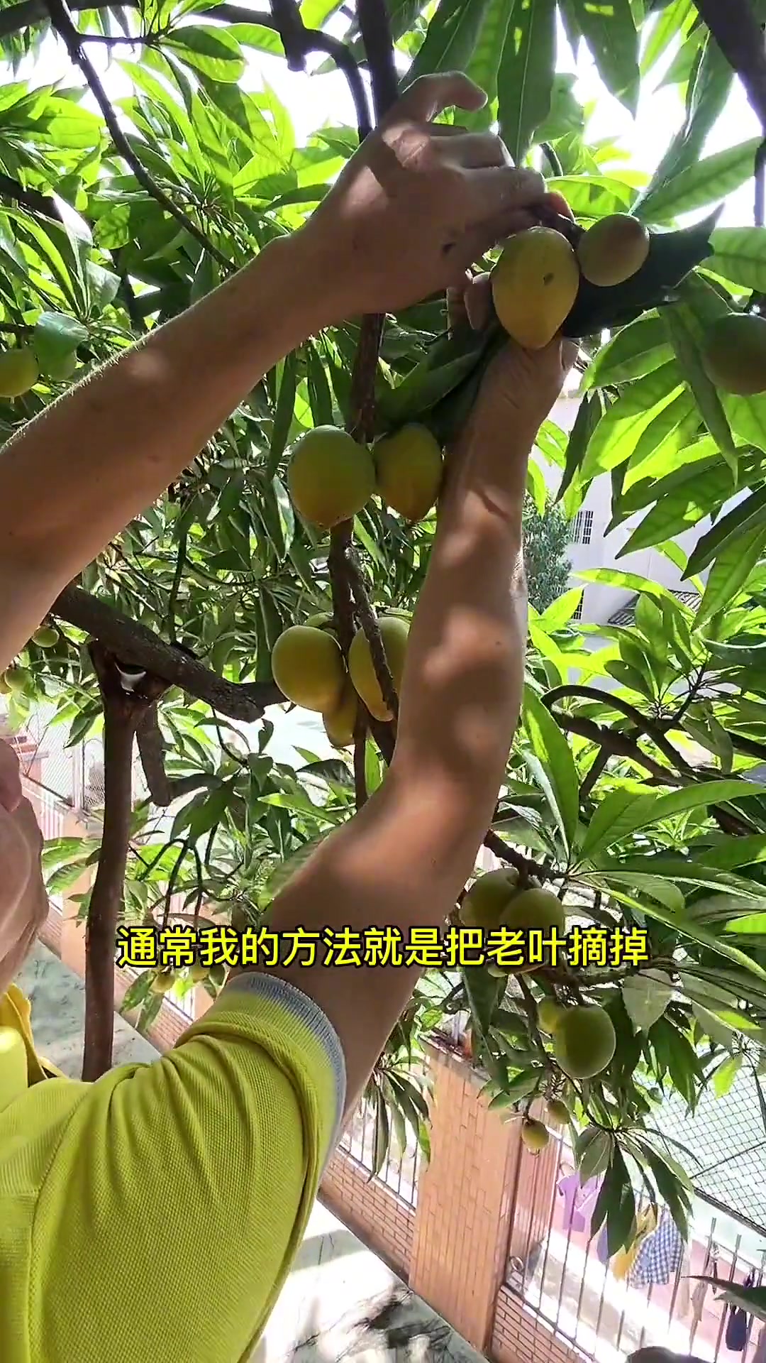 景叔推荐!1分钟学会!让果树结果更大,更多!口感更好～