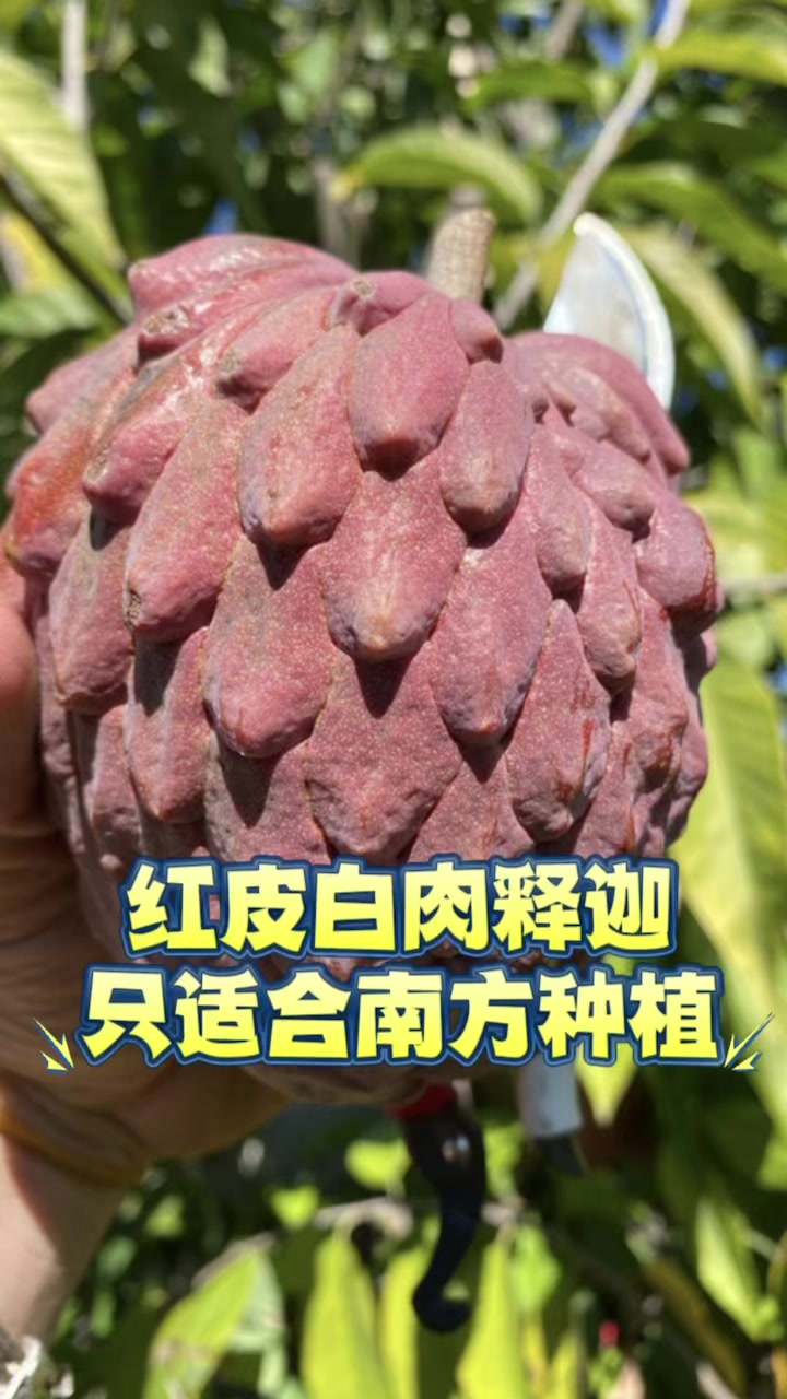南方盆摘释迦果树
