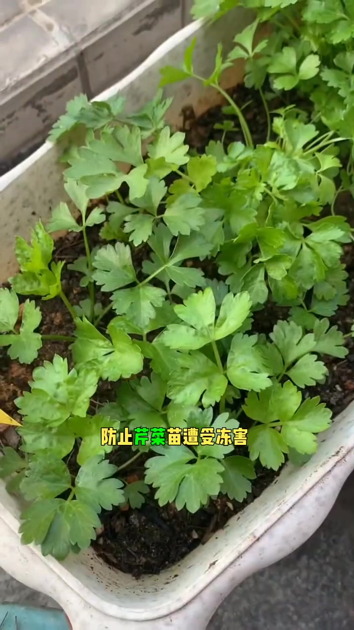 芹菜种植的最佳时间