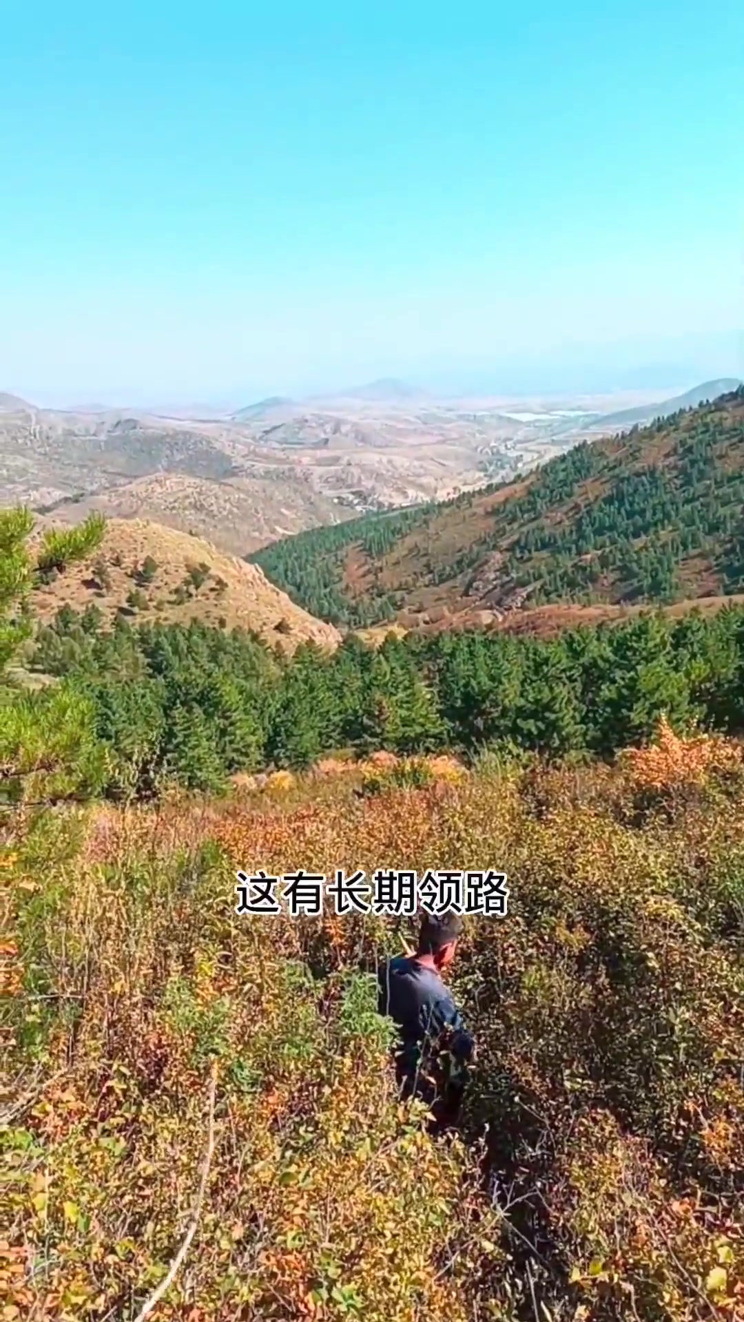 采蘑菇的好时候,鸡腿蘑肉炒小白菜