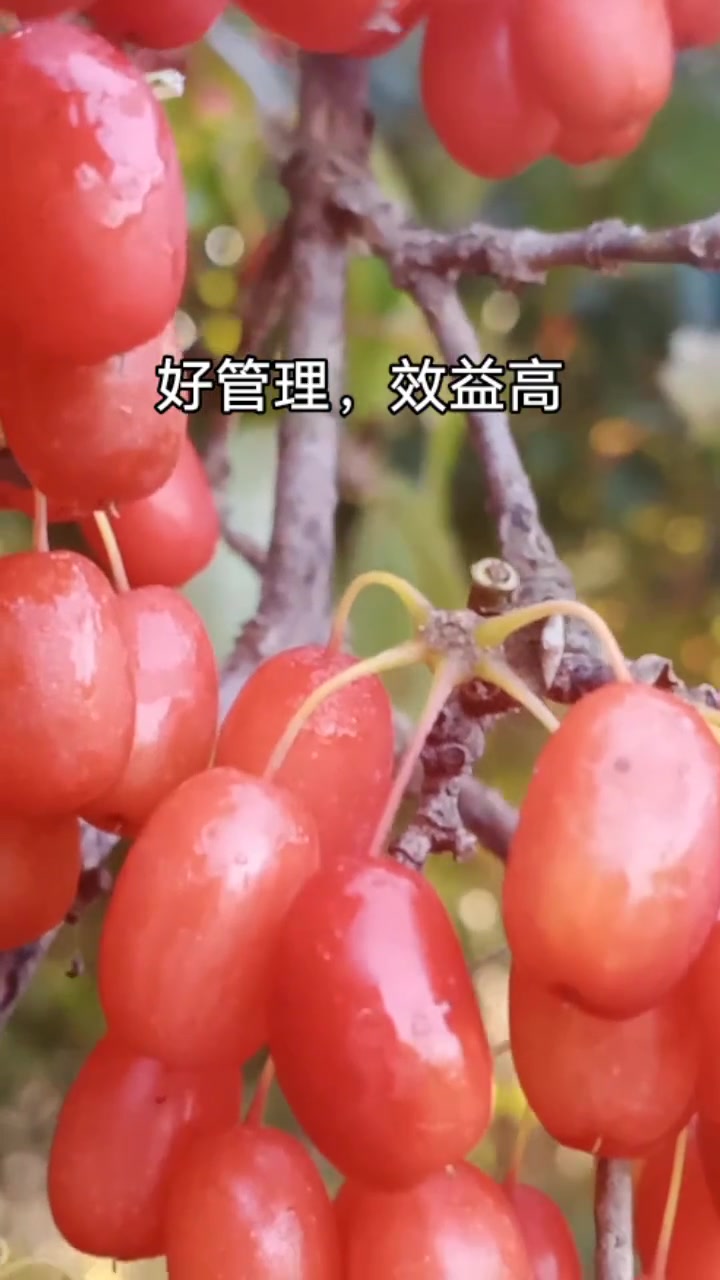 山芋肉树,真的是一种好药材树种,有空闲地的地方