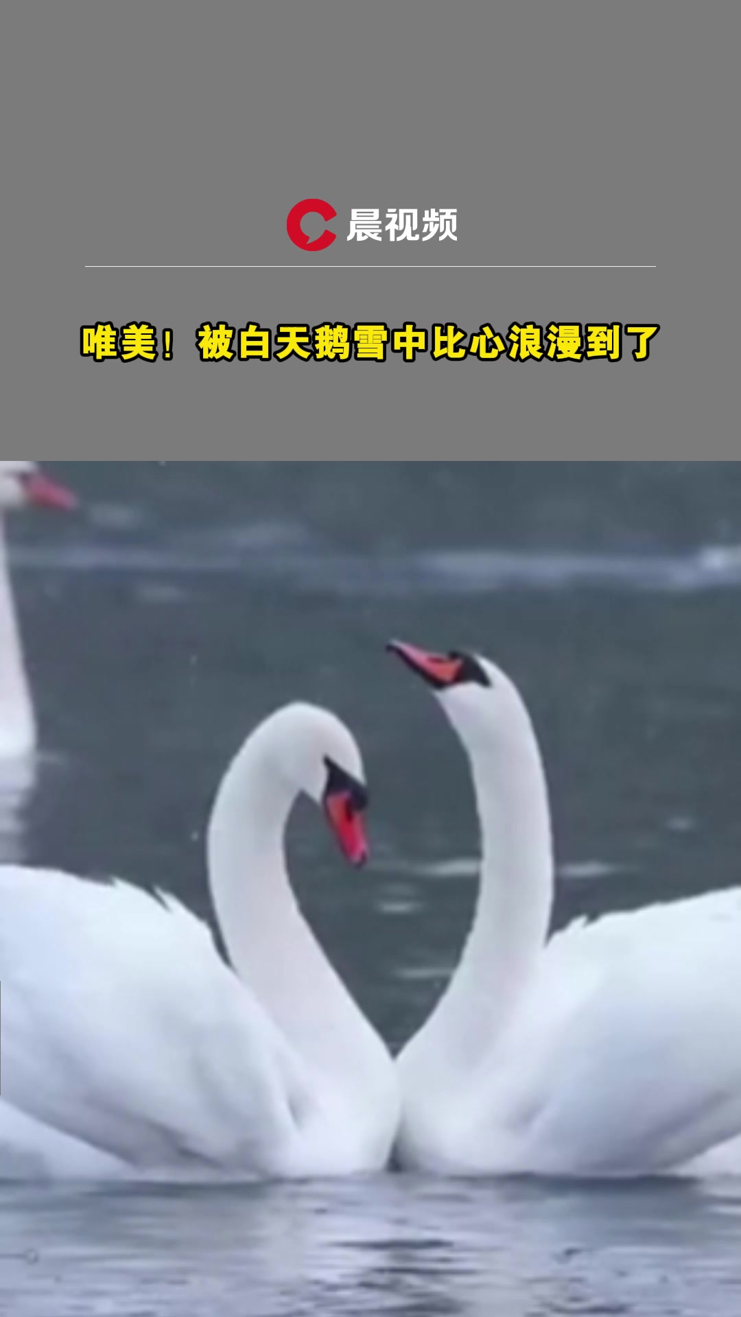 唯美!被白天鹅雪中比心浪漫到了