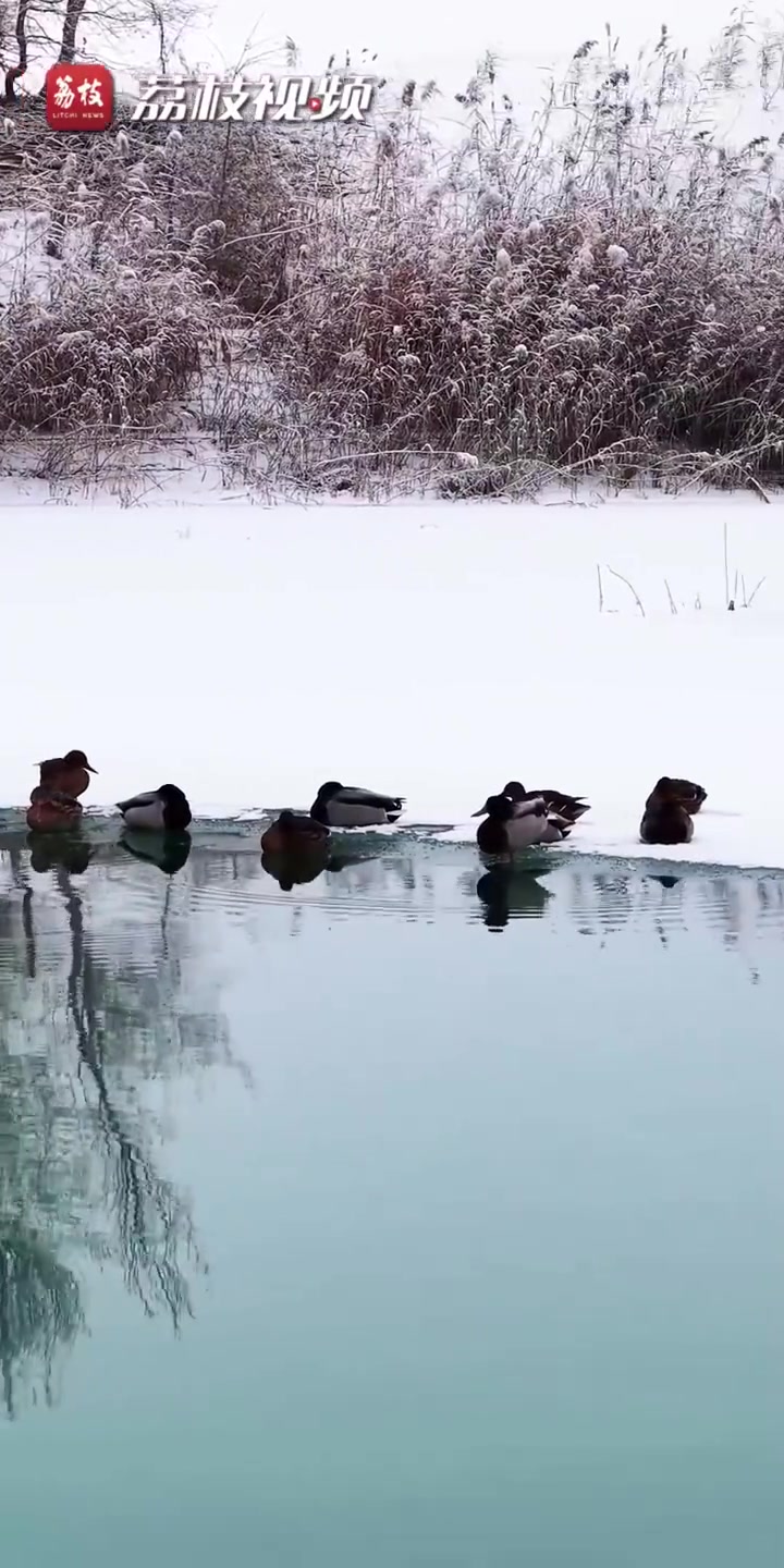 灵动美好!新疆策勒沙海玉湖野鸭雪中嬉戏好似山水画