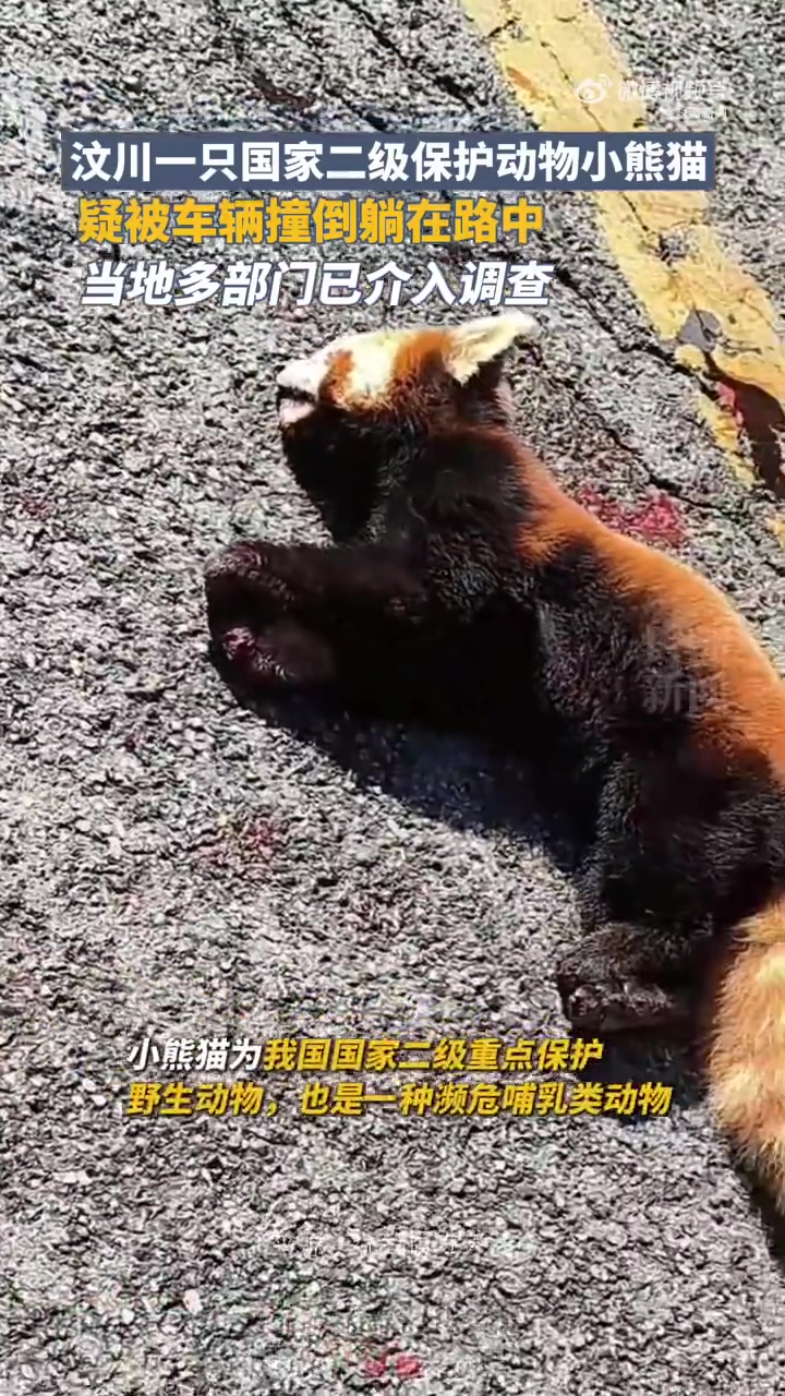 「卧龙小熊猫疑被撞引热议 开车撞到野生动物后该担责吗?」12月11日,有网友发布视频称自己