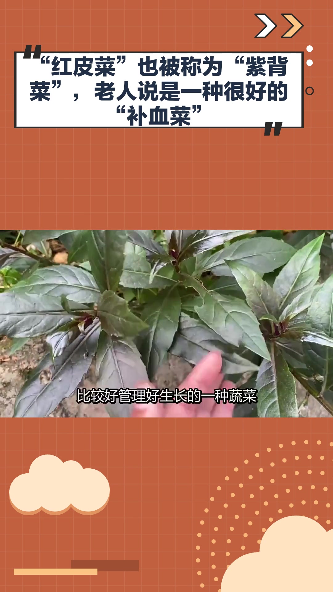 “红皮菜”也被称为“紫背菜”,老人说是一种很好的“补血菜”