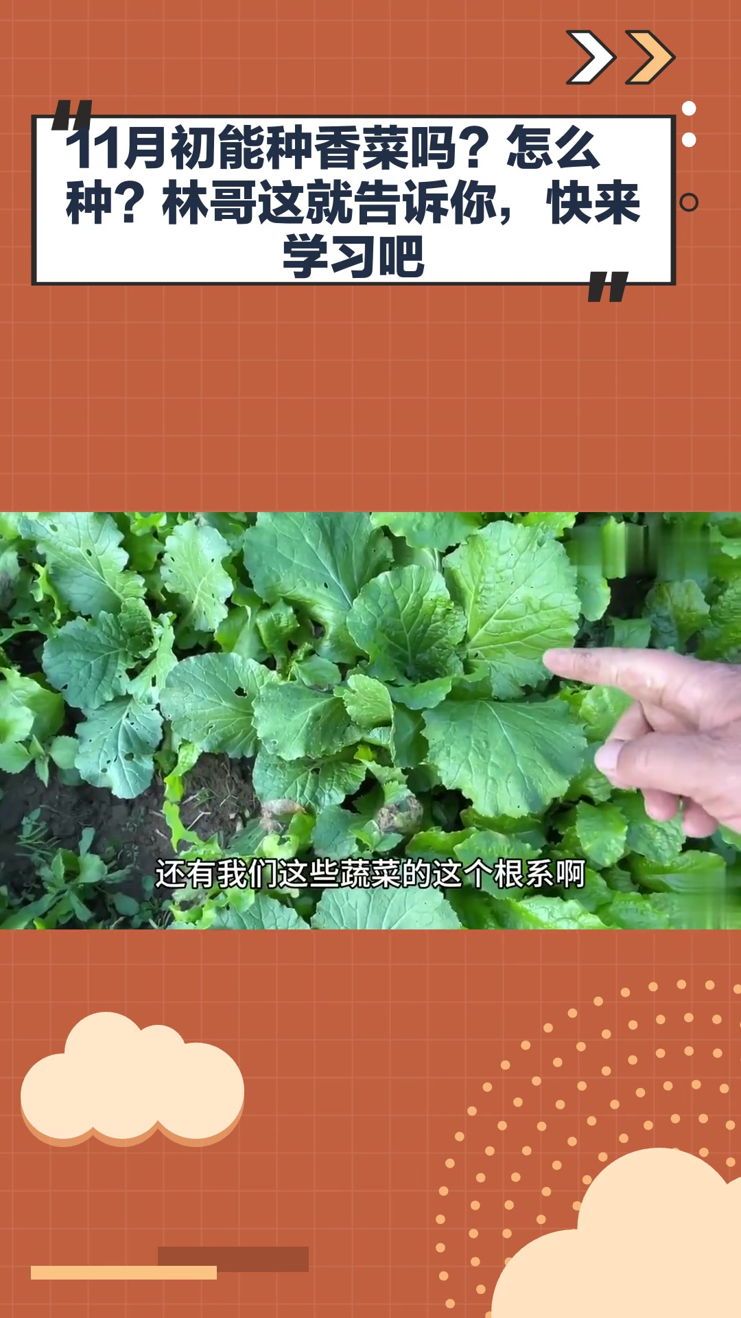 11月初能种香菜吗?怎么种?林哥这就告诉你,快来学习吧