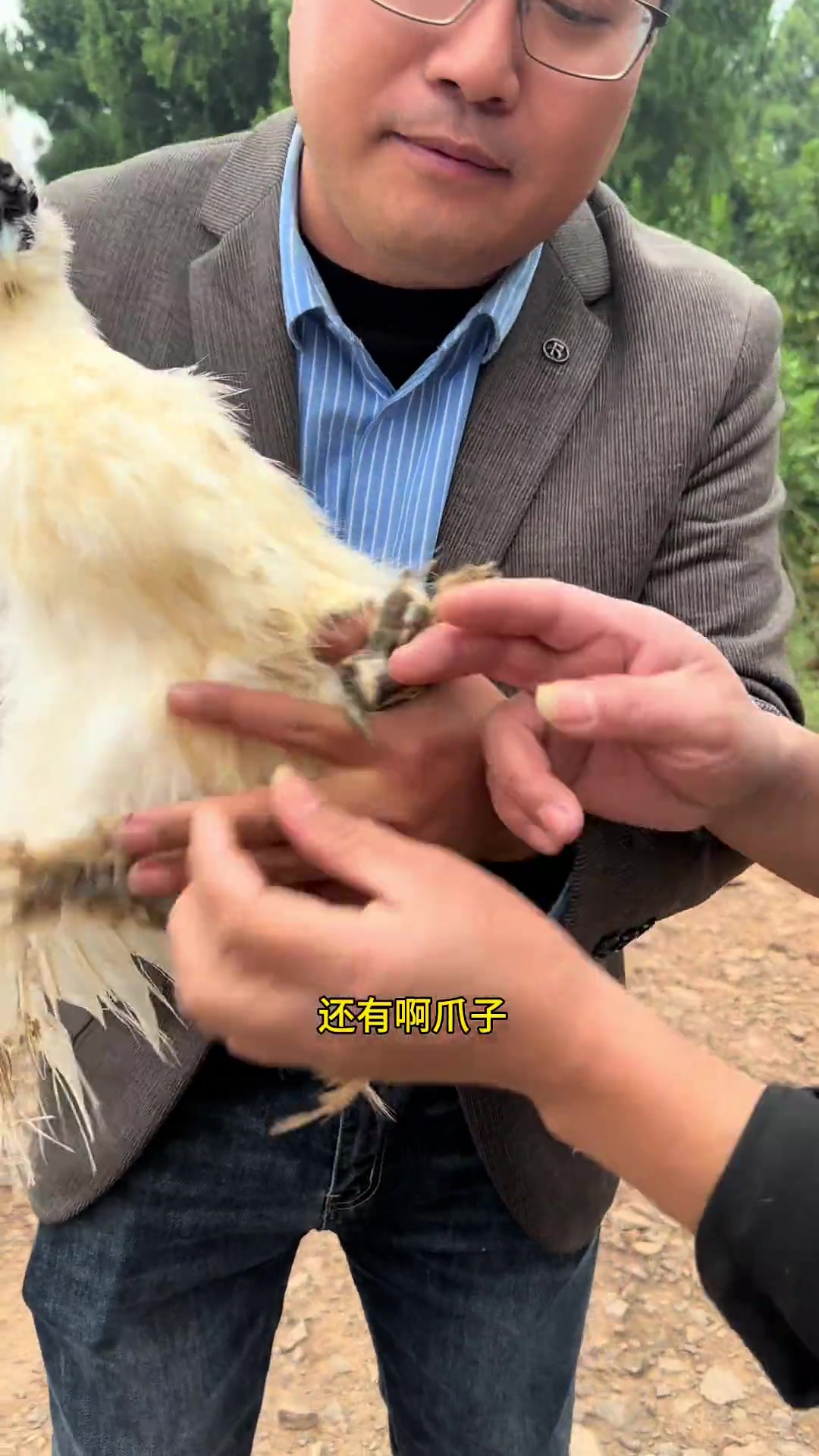 江西泰和有一样东西,全世界都仰视和羡慕!那就是泰和乌鸡